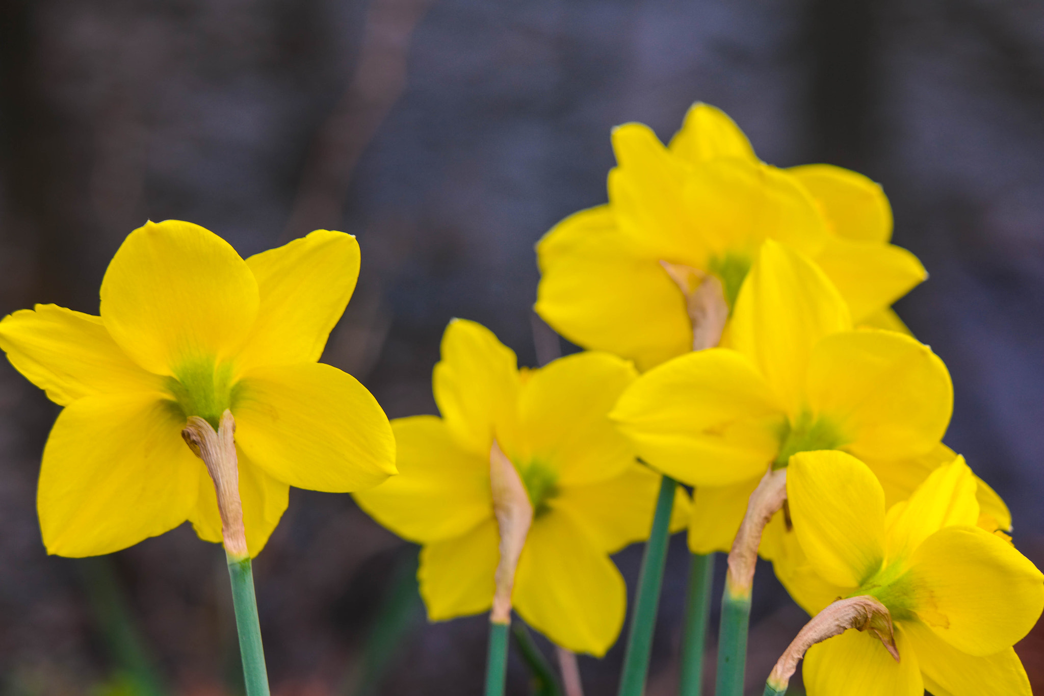 Samsung NX30 + NX 50-200mm F4-5.6 sample photo. Harmony of yellow photography