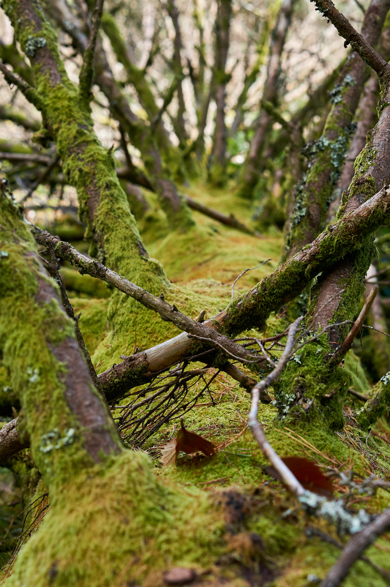 Sony Alpha NEX-5R + Sony E 50mm F1.8 OSS sample photo. Mossy tree photography