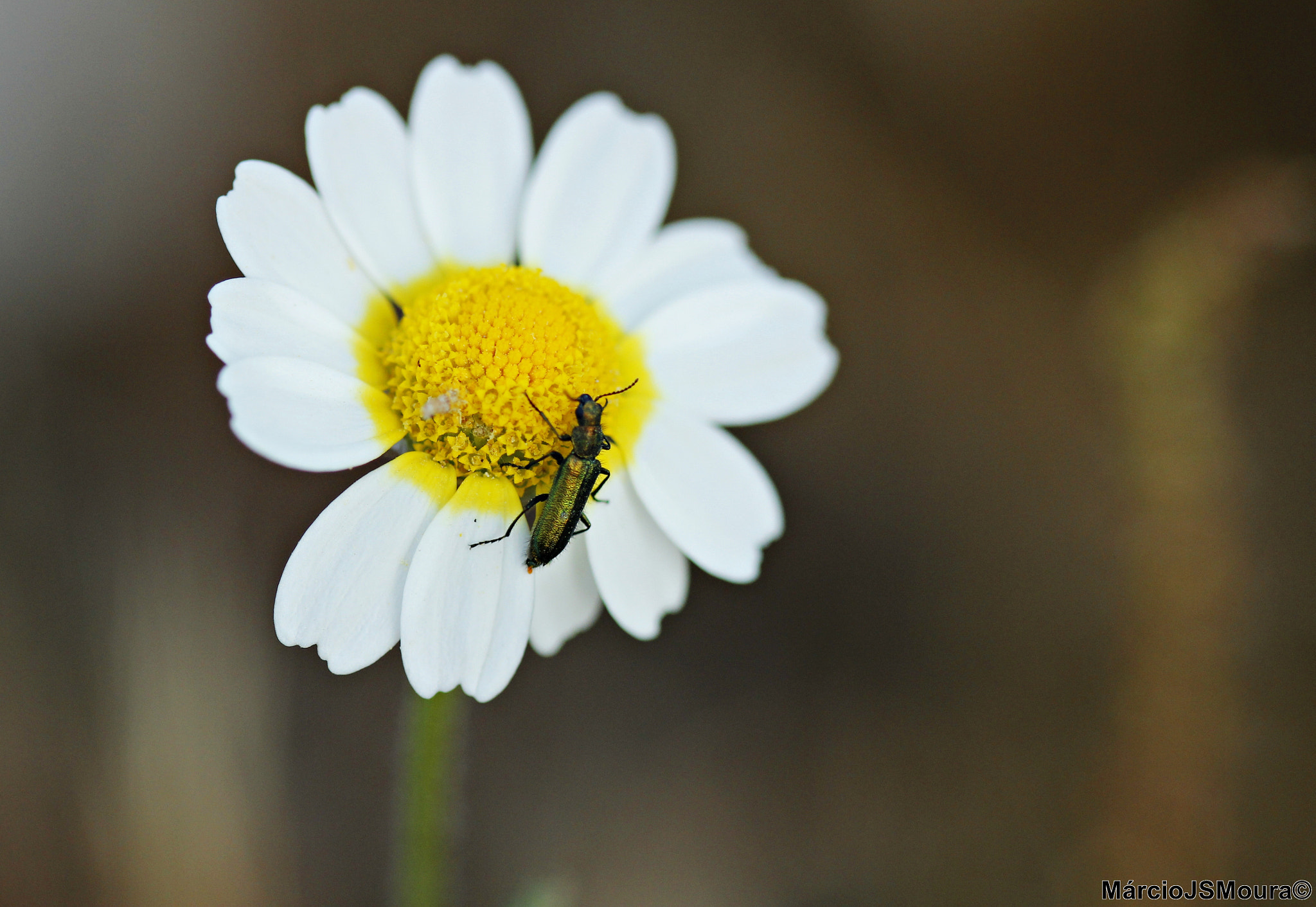 Sigma 24-105mm f/4 DG OS HSM | A sample photo. Verdinho ( blue whiting ) photography