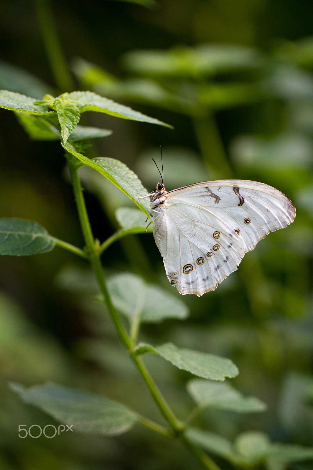 Canon EOS 7D sample photo. Butterfly - morpho polyphemus photography