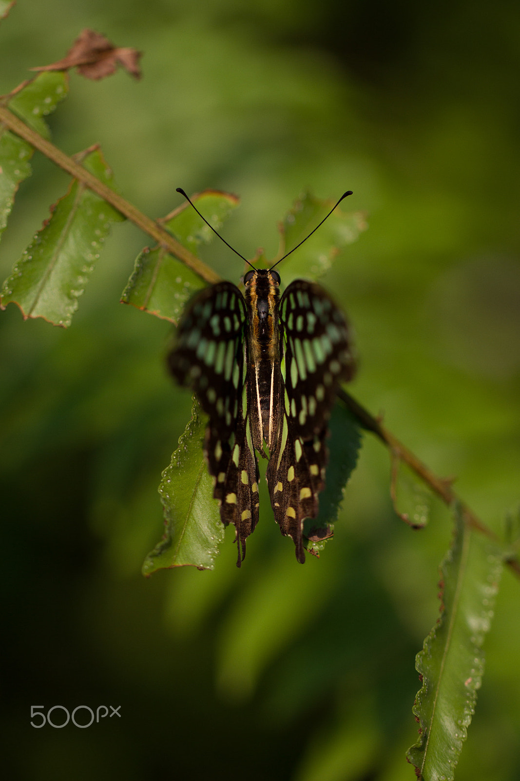 Canon EOS 7D sample photo. Butterfly - tailed jay (graphium agamemnon) photography
