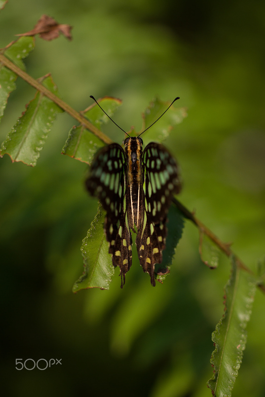 Canon EOS 7D + Canon EF 100mm F2.8L Macro IS USM sample photo. Butterfly - tailed jay (graphium agamemnon) photography
