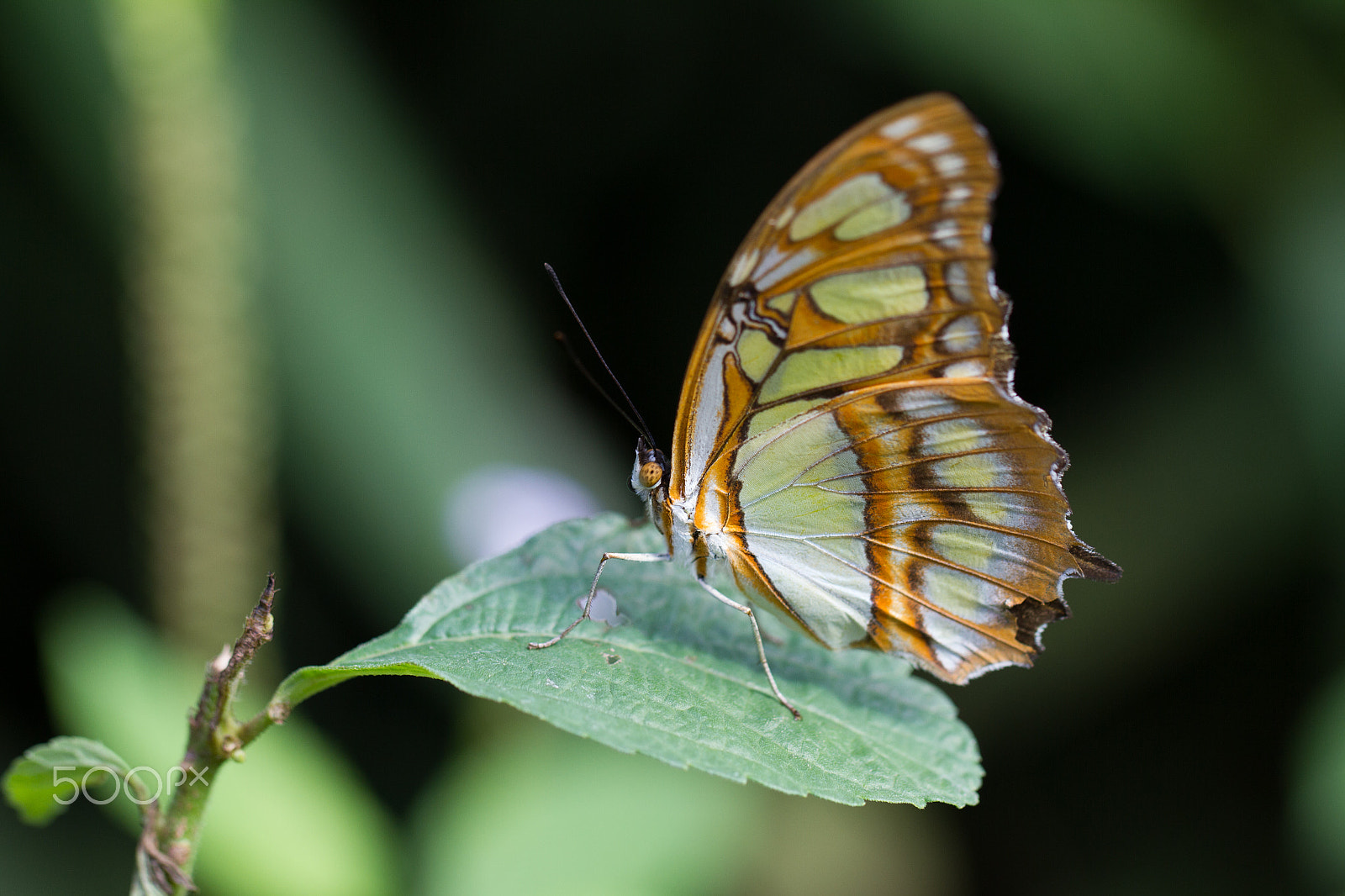 Canon EOS 7D + Canon EF 100mm F2.8L Macro IS USM sample photo. Butterfly photography