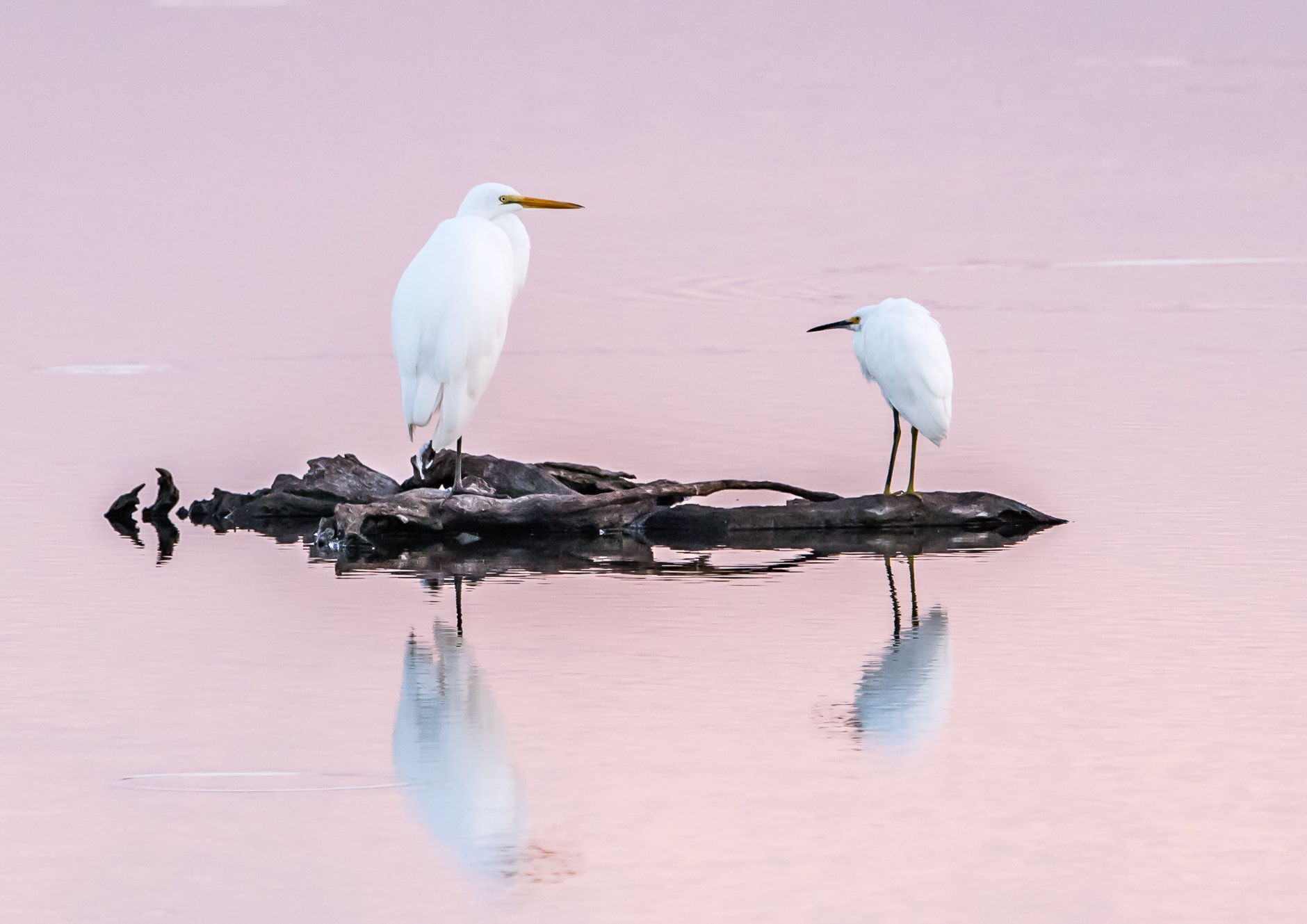 Nikon D5 sample photo. Egrets at sunset photography