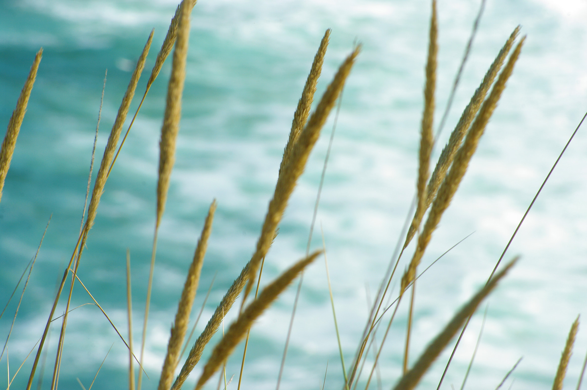Pentax K20D sample photo. Blue photography