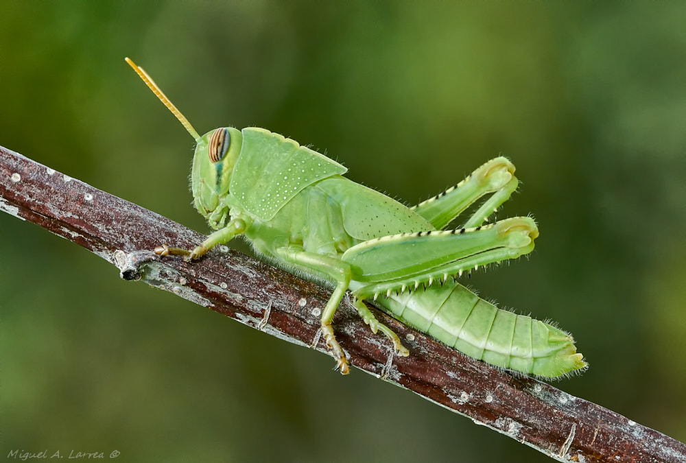 Sony ILCA-77M2 + 150mm F2.8 sample photo. Anacridium aegyptium photography