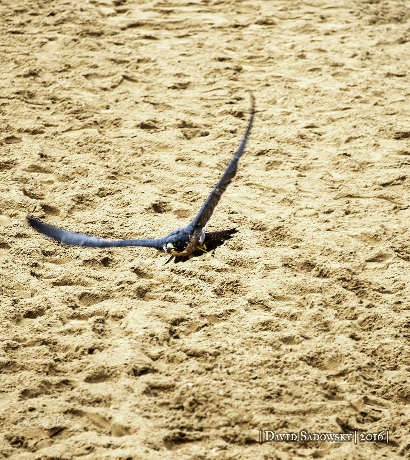 Sigma 70-300mm F4-5.6 APO DG Macro sample photo. Raptors photography