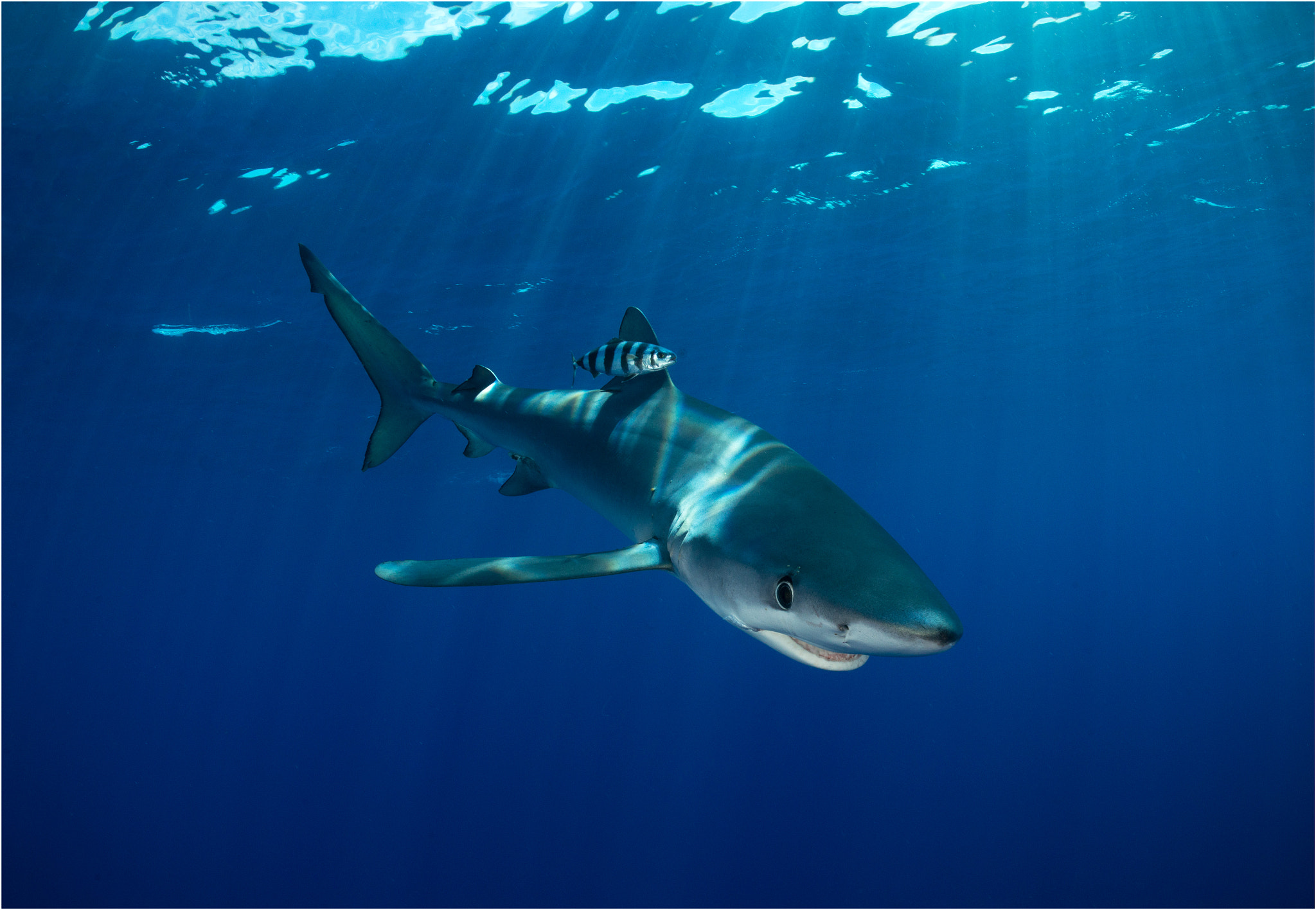 Nikon D800E + Nikon AF Fisheye-Nikkor 16mm F2.8D sample photo. Shark and friend photography