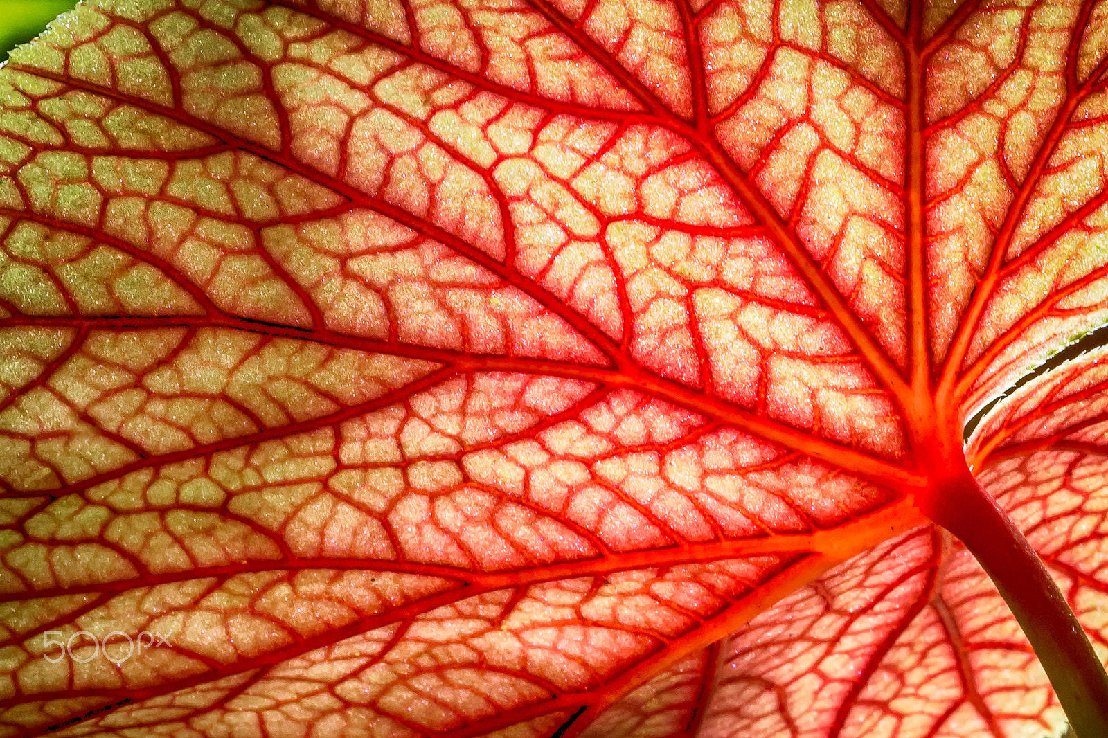 Nikon Df sample photo. Living color #10 photography