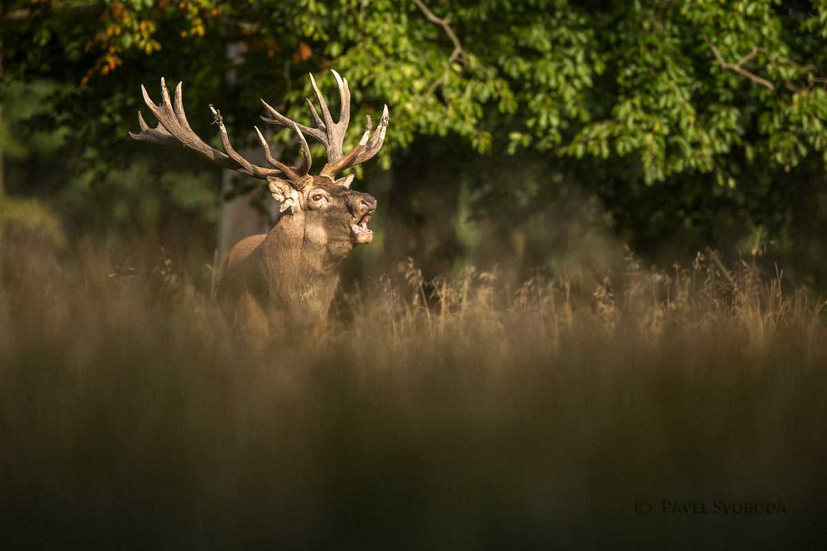 Nikon AF-S Nikkor 400mm F2.8E FL ED VR sample photo. Red deer photography