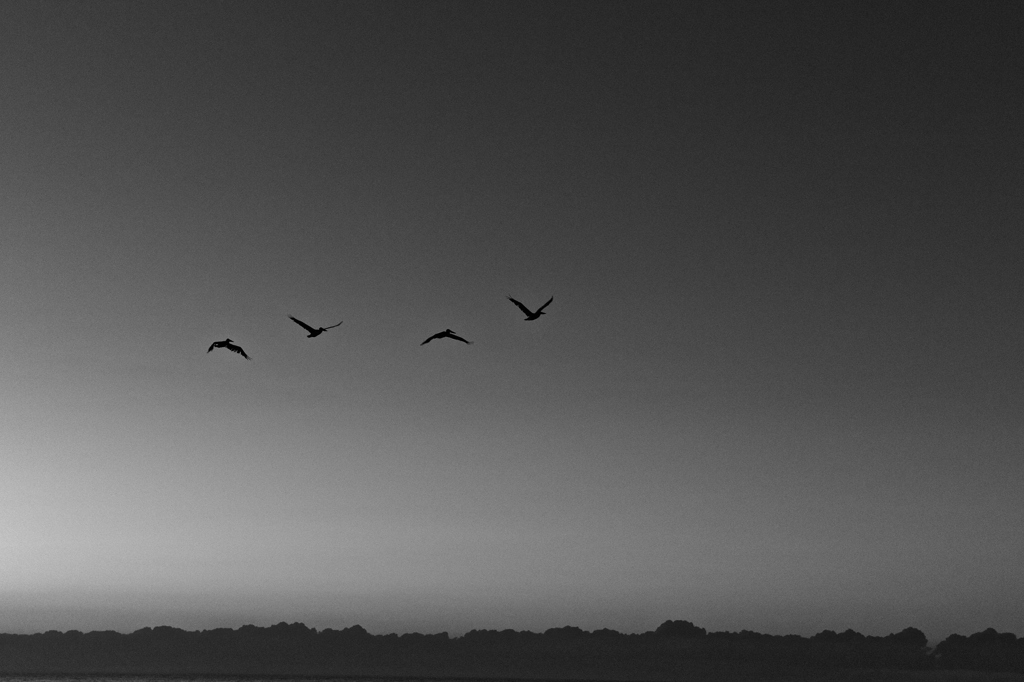 Canon EOS 550D (EOS Rebel T2i / EOS Kiss X4) sample photo. Birds over the sea photography