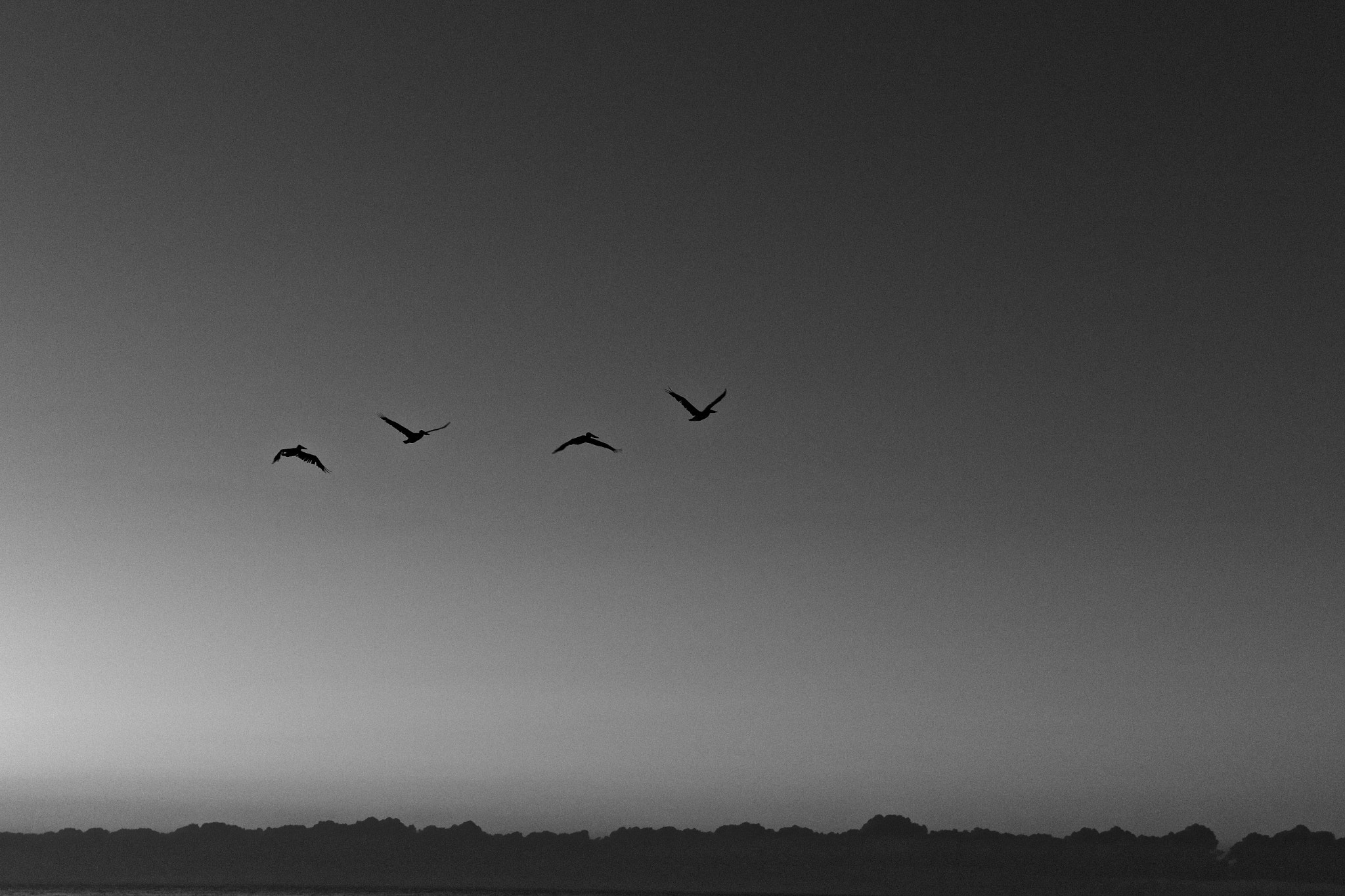 Sigma 17-70mm F2.8-4 DC Macro OS HSM sample photo. Birds over the sea photography