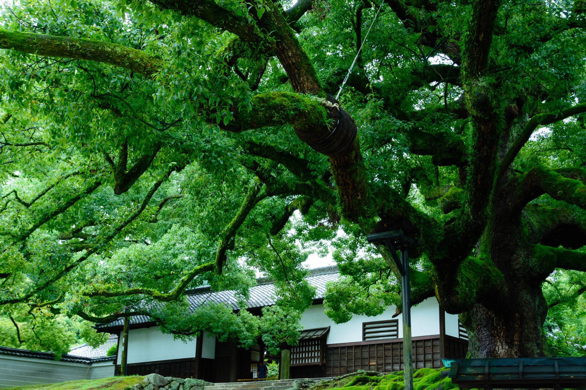 Sigma 18-200mm F3.5-6.3 II DC OS HSM sample photo. 青蓮院門跡・大楠 photography