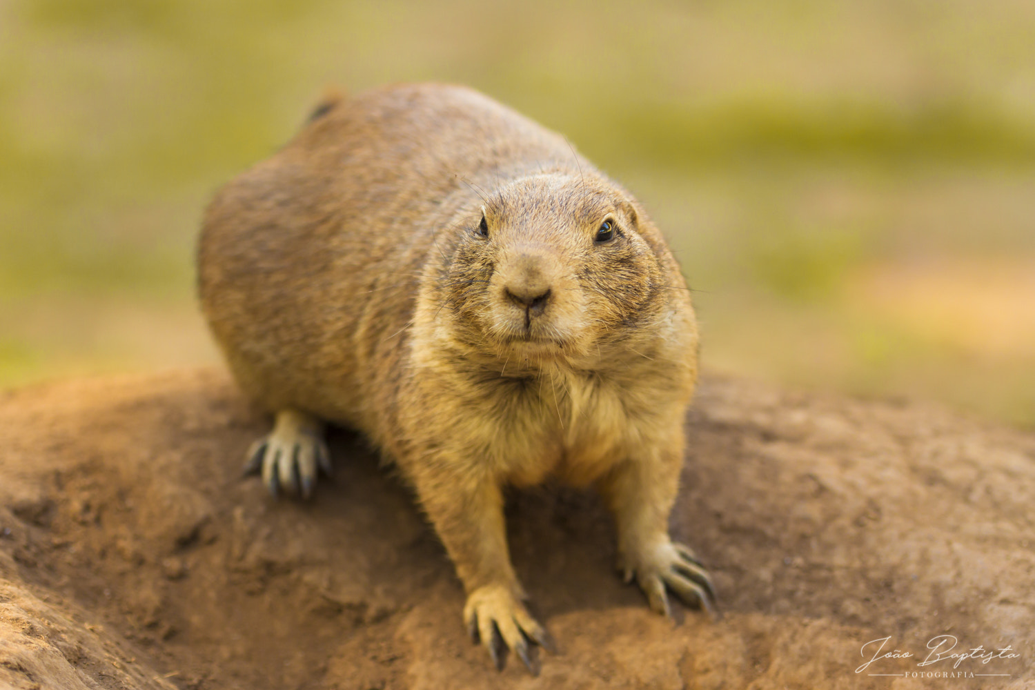 Canon EF 100mm F2.8 Macro USM sample photo. Prairie dog photography