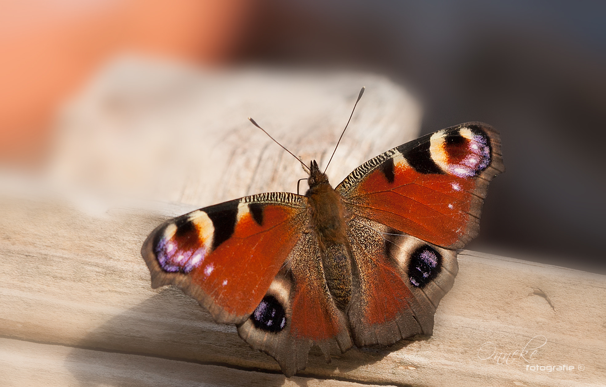 Canon EF 100mm F2.8 Macro USM sample photo. Butterfly photography