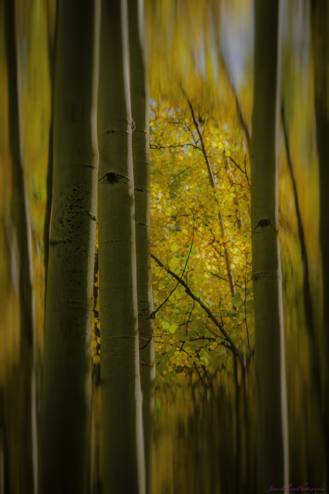 Sony E 18-200mm F3.5-6.3 OSS sample photo. Aspen dreams photography
