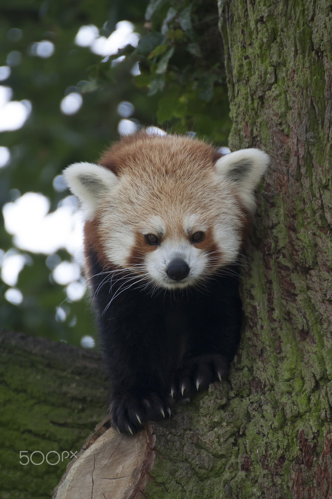 Canon EOS 450D (EOS Rebel XSi / EOS Kiss X2) + Tamron SP 35mm F1.8 Di VC USD sample photo. Red panda in tree photography