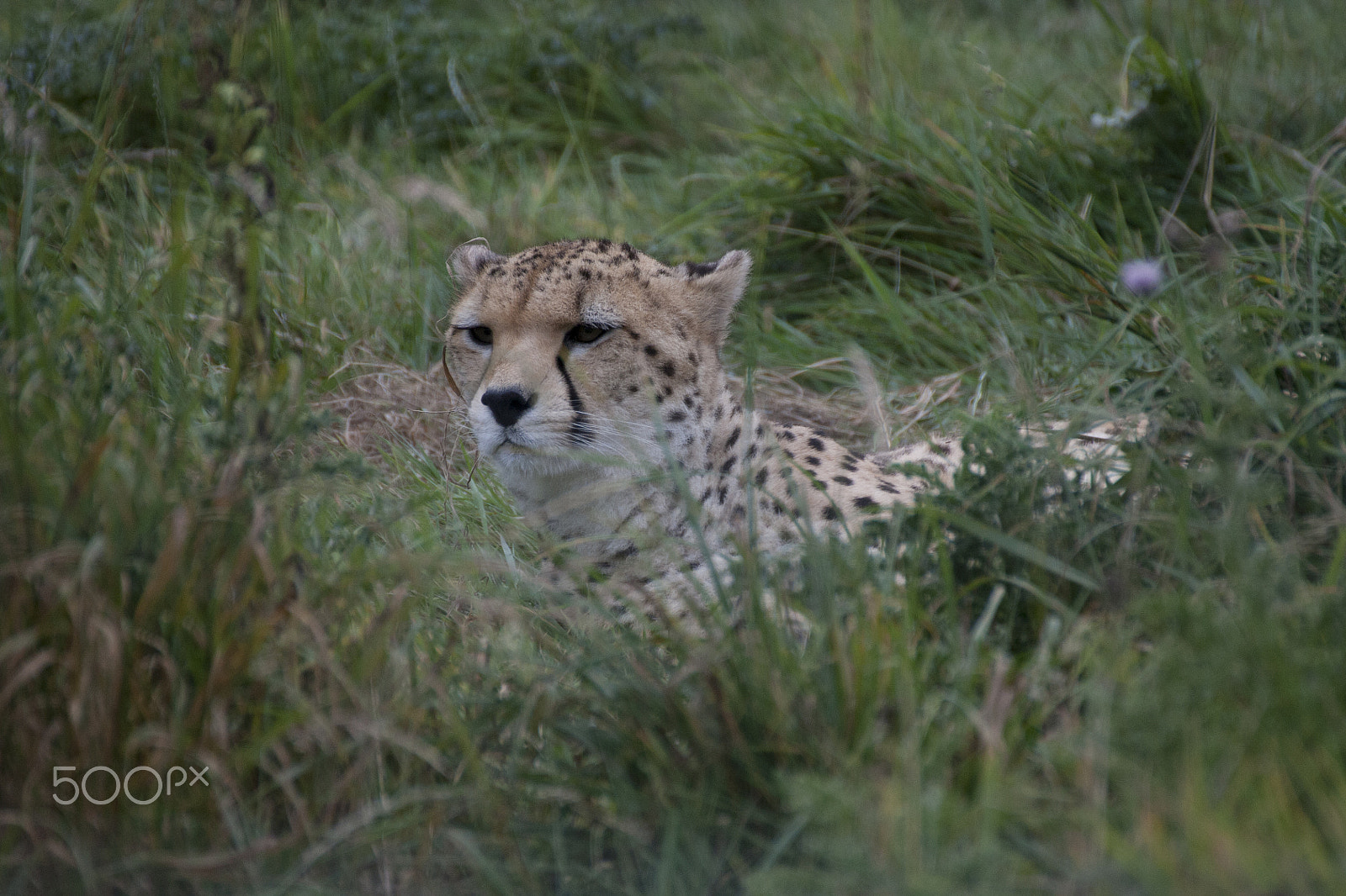 Tamron SP 35mm F1.8 Di VC USD sample photo. Cheetah hidden in thickets photography