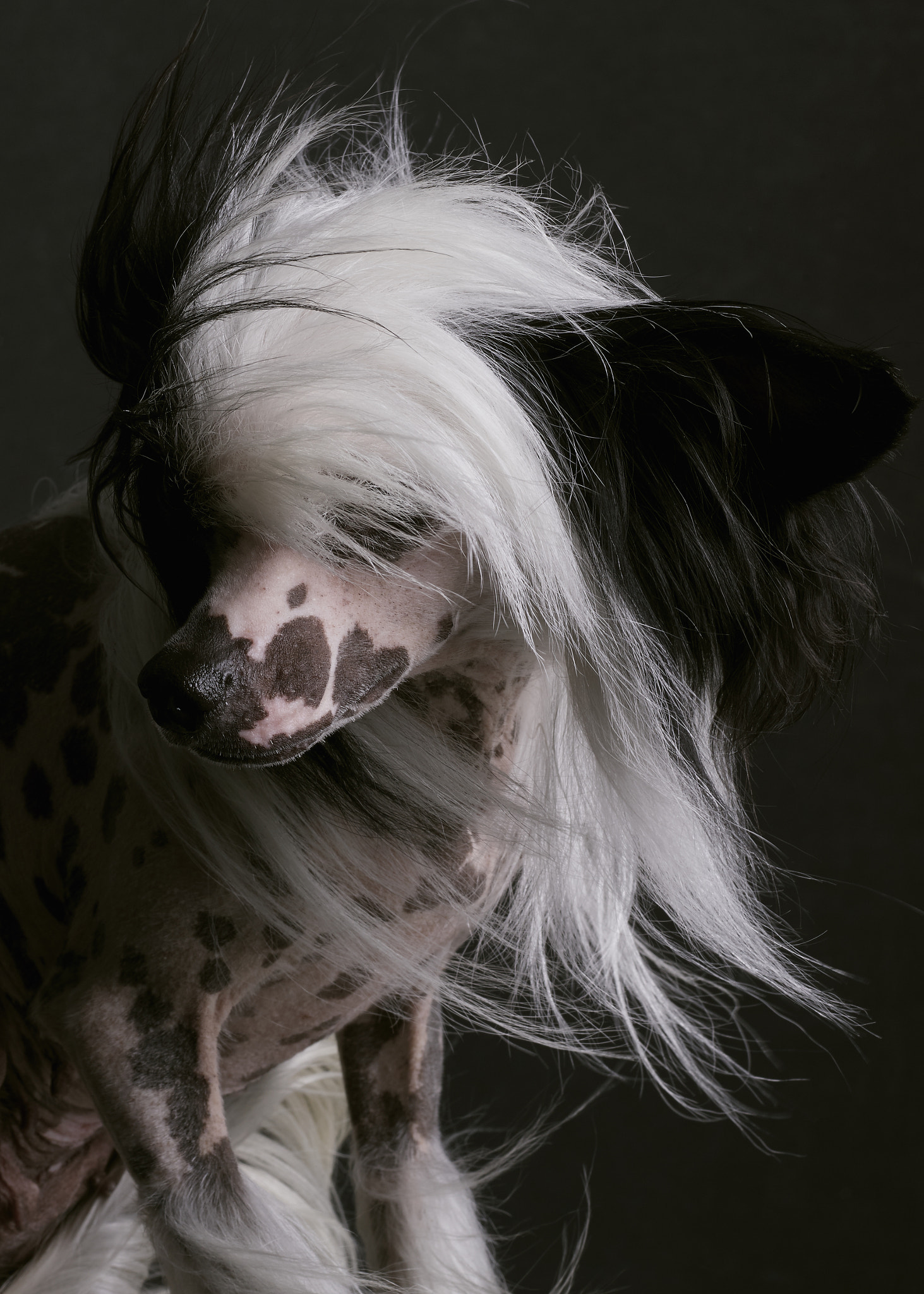 Phase One IQ250 + Schneider Kreuznach LS 80mm f/2.8 sample photo. Chinese crested dog in the wind photography