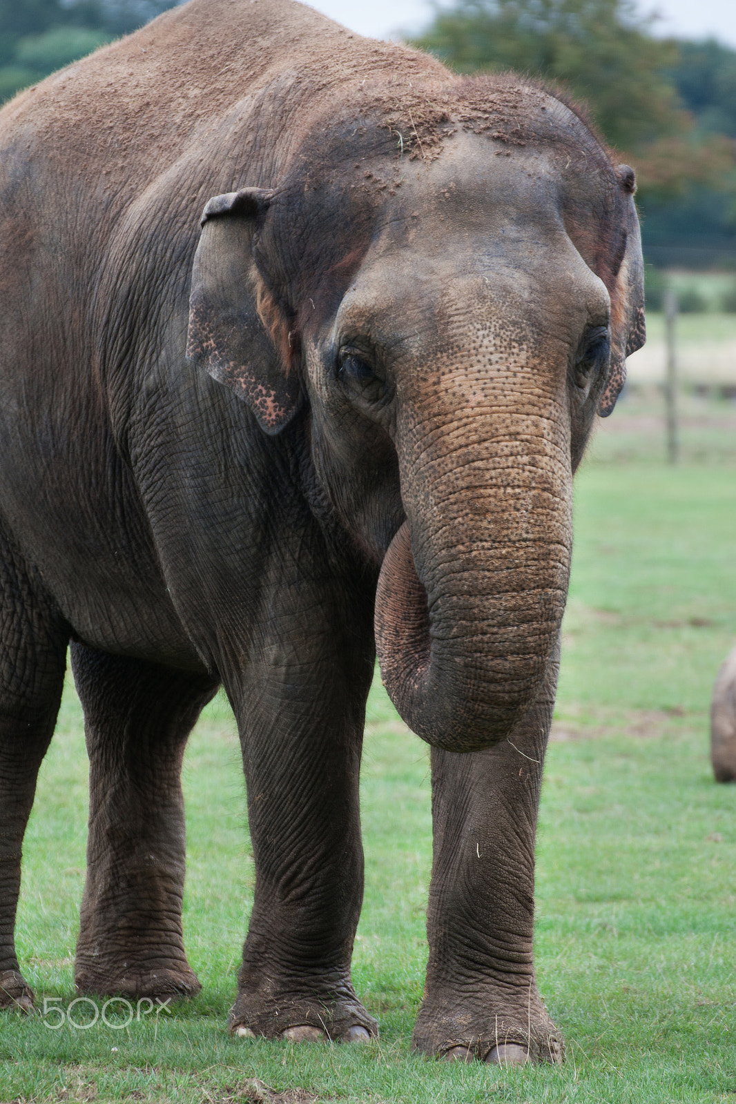 Tamron SP 35mm F1.8 Di VC USD sample photo. Elephant portrait trunk up photography