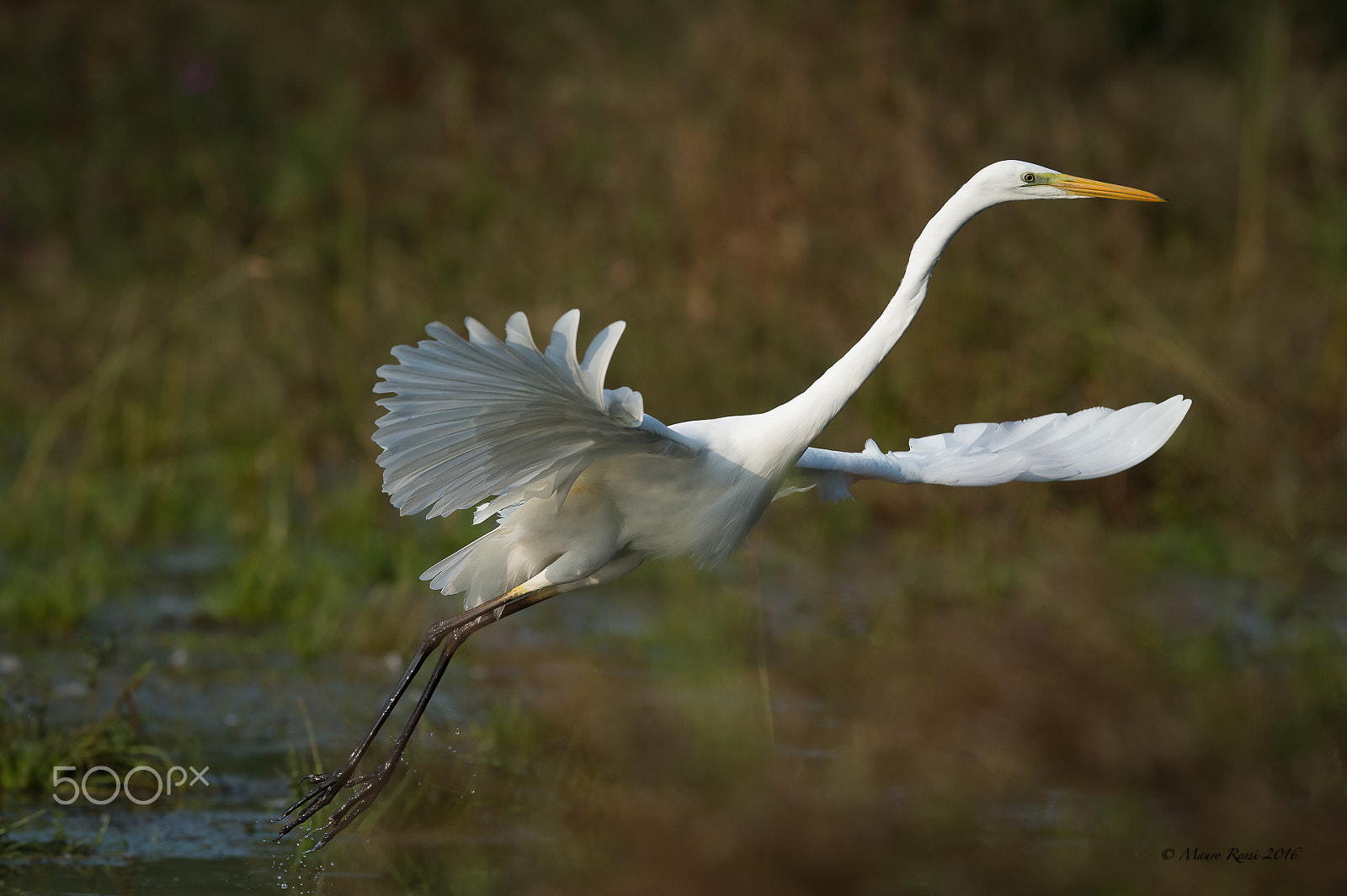 Nikon AF-S Nikkor 500mm F4E FL ED VR sample photo. Take-off. great white heron. photography