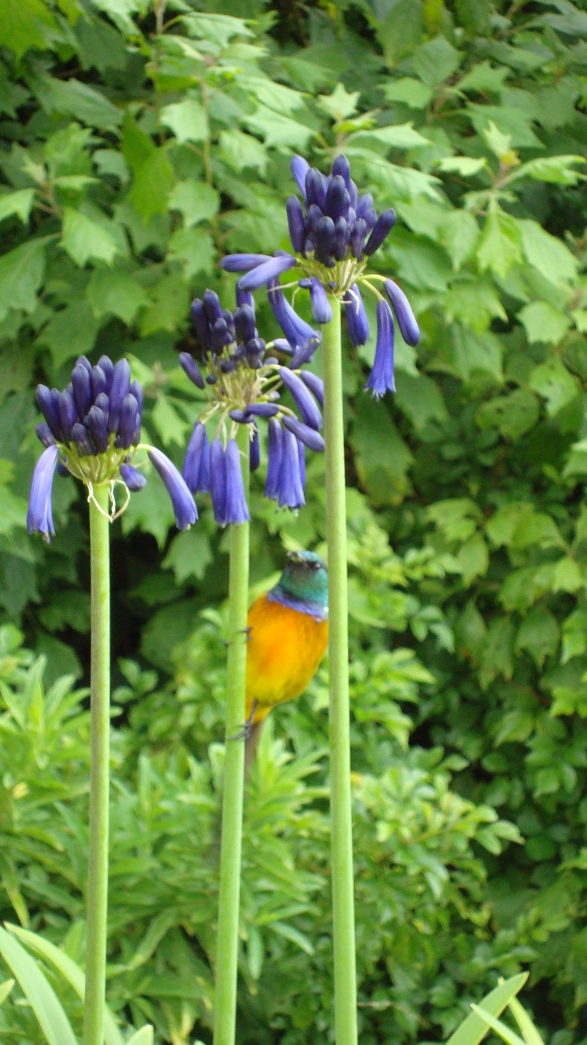 Sony Cyber-shot DSC-W110 sample photo. Kirstenbosch bird photography