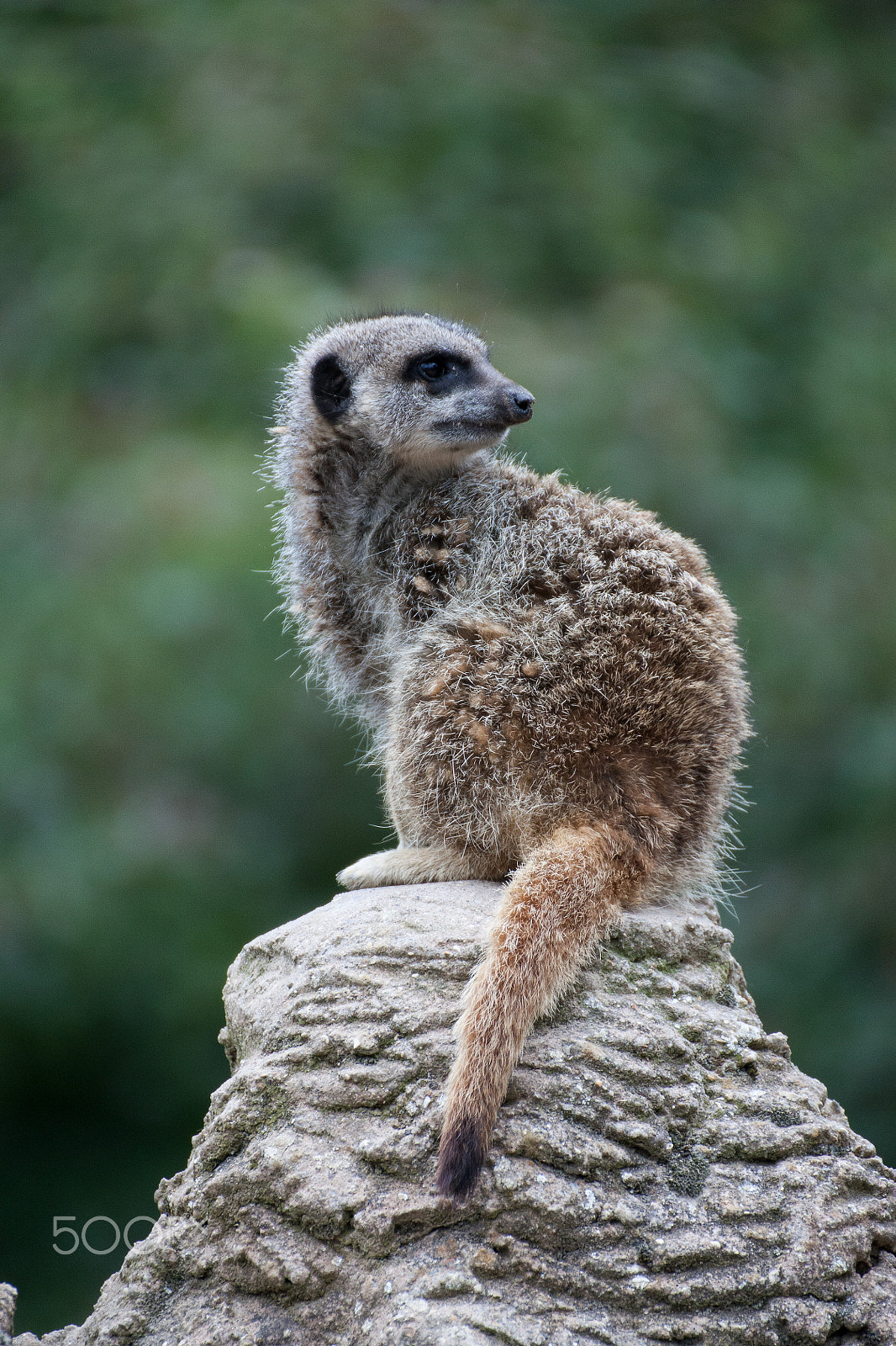 Tamron SP 35mm F1.8 Di VC USD sample photo. Meerkat on top of a rock photography