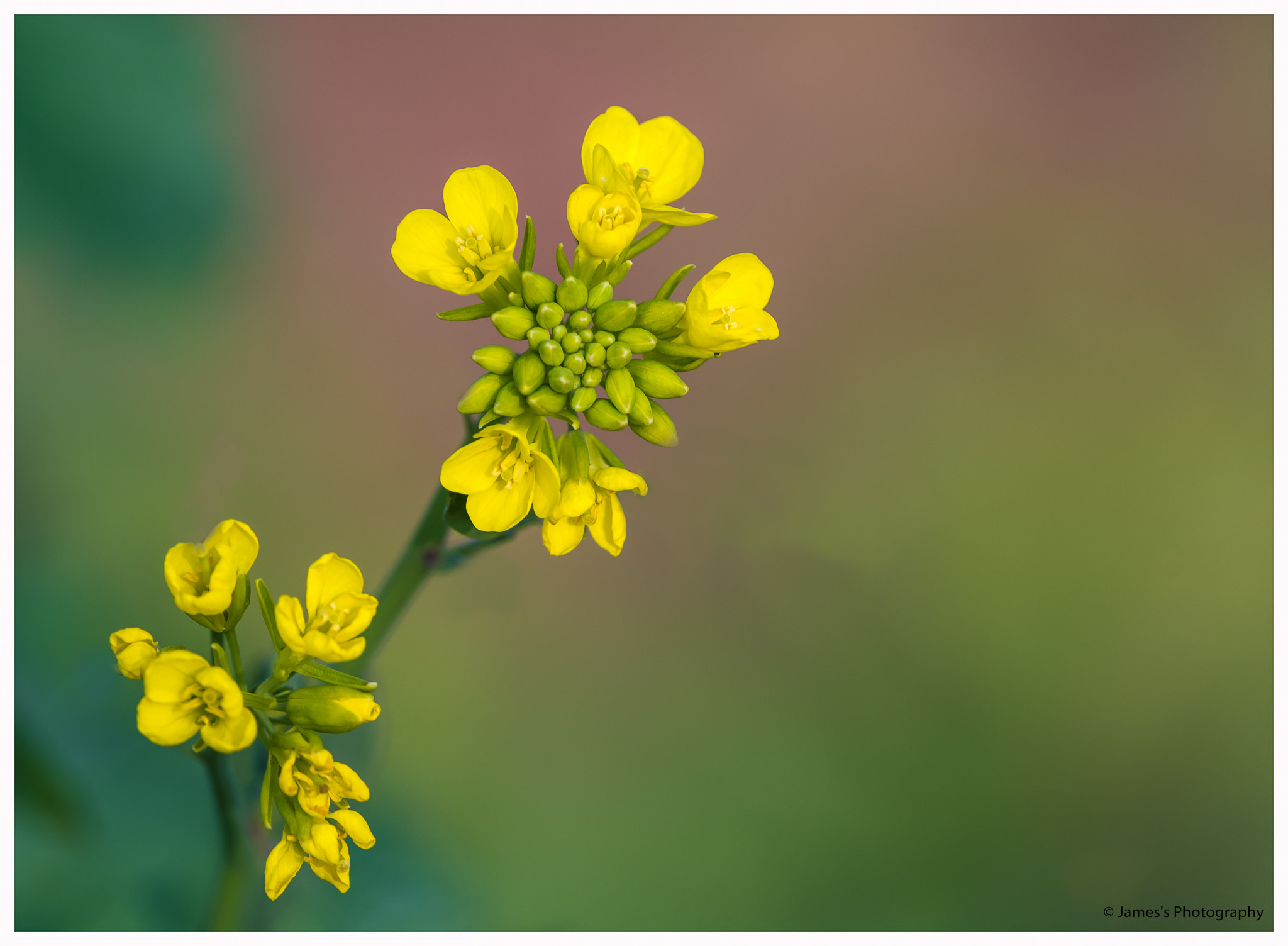 Nikon D750 + Nikon AF-S Nikkor 300mm F4D ED-IF sample photo. Mustard ! photography