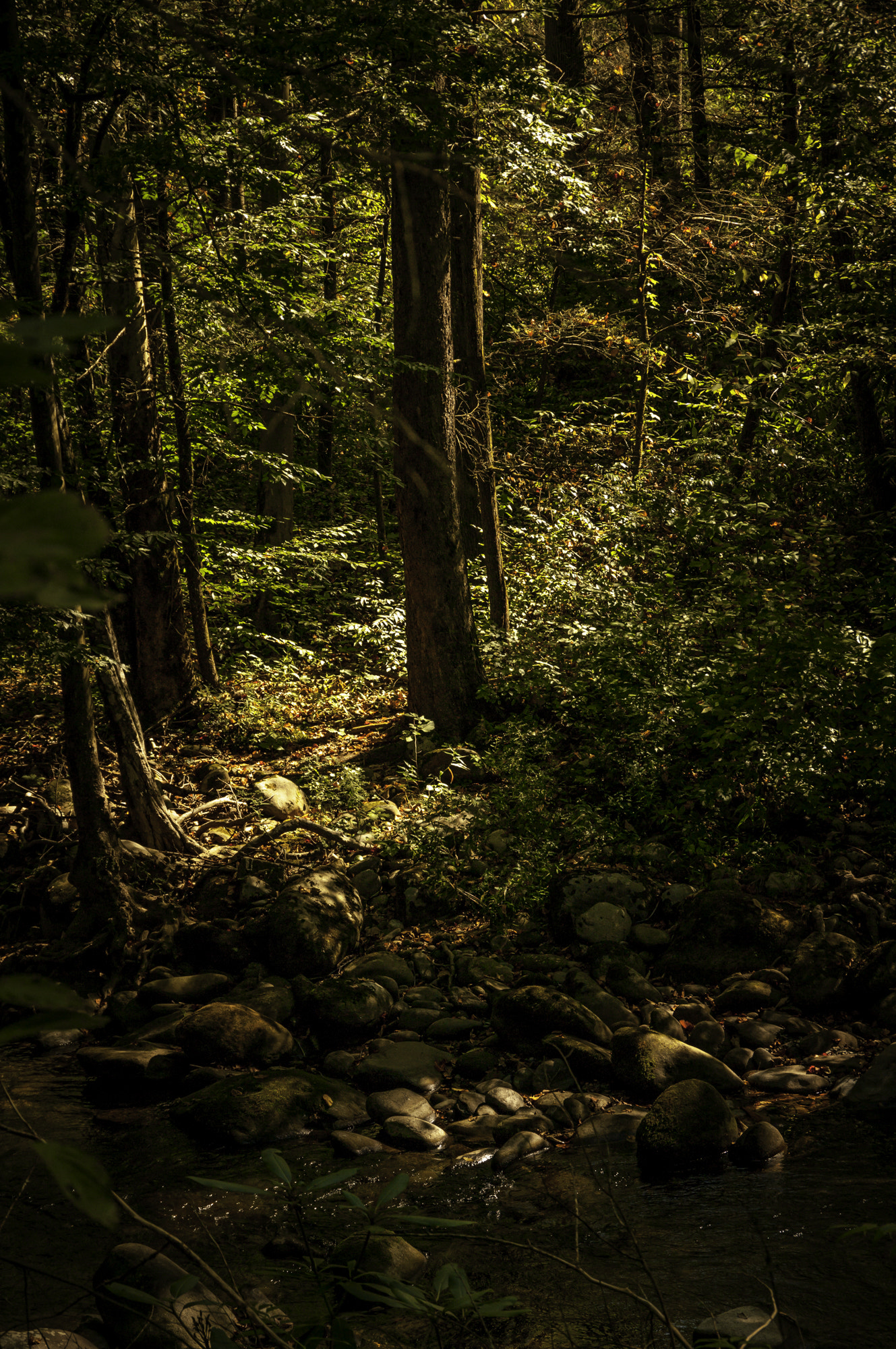 Pentax K20D sample photo. Gatlinburg first hike photography