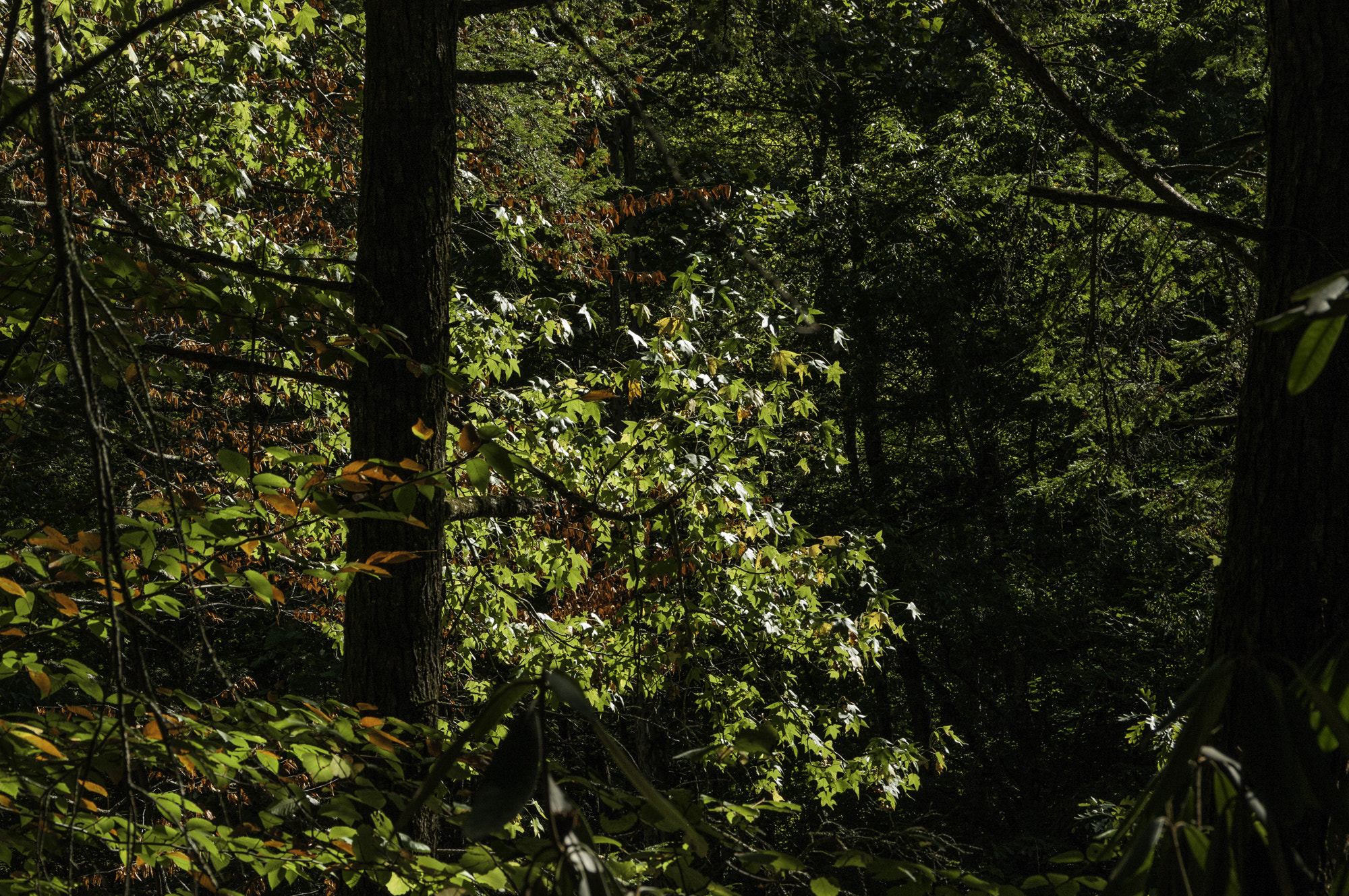 Pentax K20D sample photo. Gatlinburg first hike photography