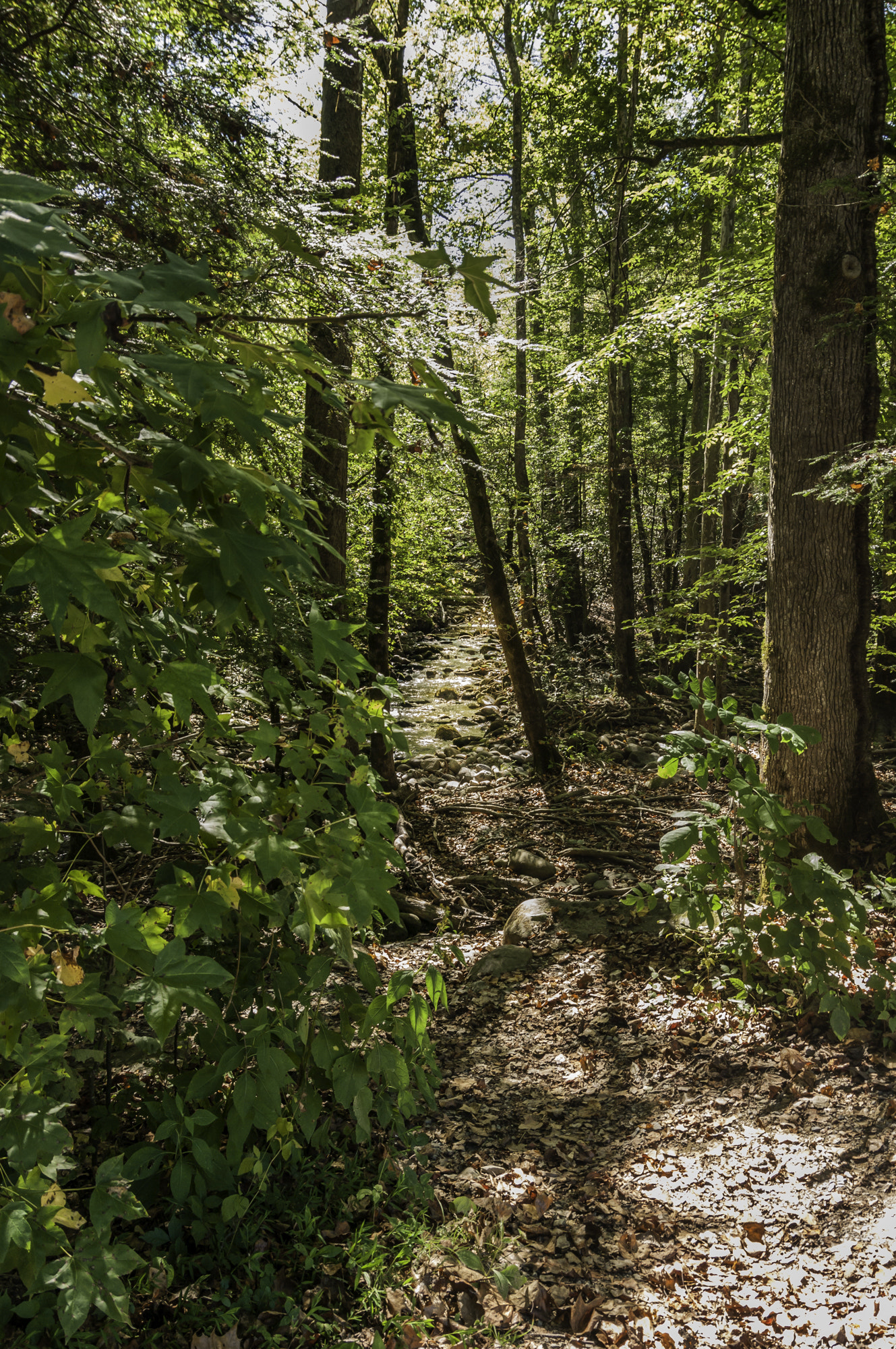 Pentax K20D sample photo. Gatlinburg first hike photography