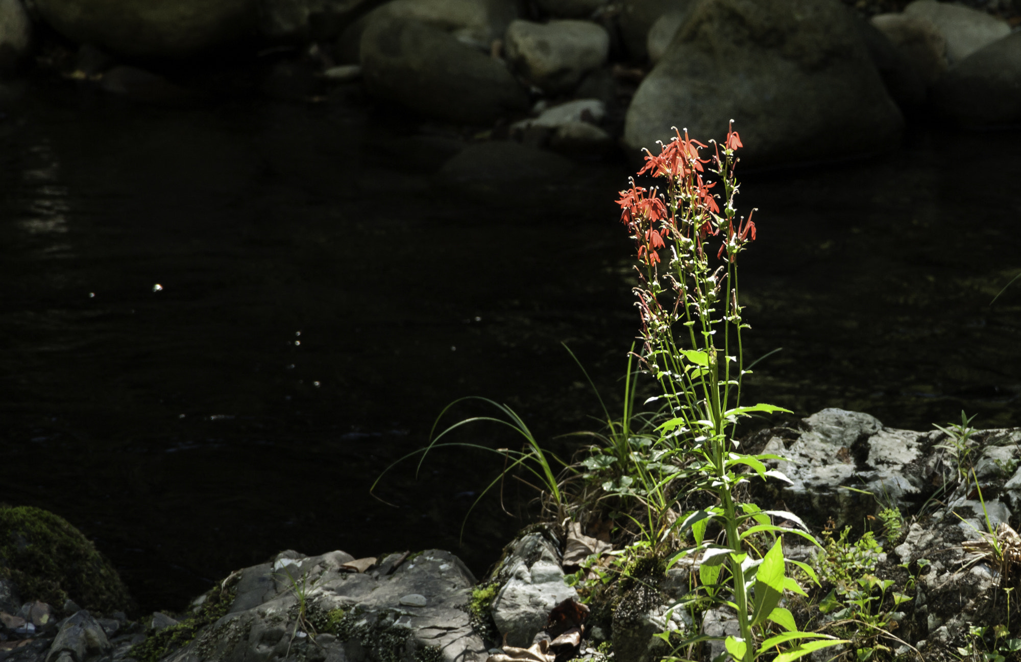 Pentax K20D sample photo. Gatlinburg first hike photography