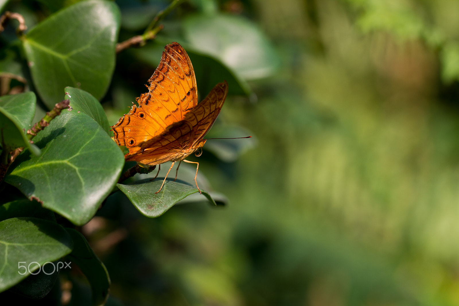 Canon EOS 7D + Canon EF 100mm F2.8L Macro IS USM sample photo. Macro of a butterfly photography