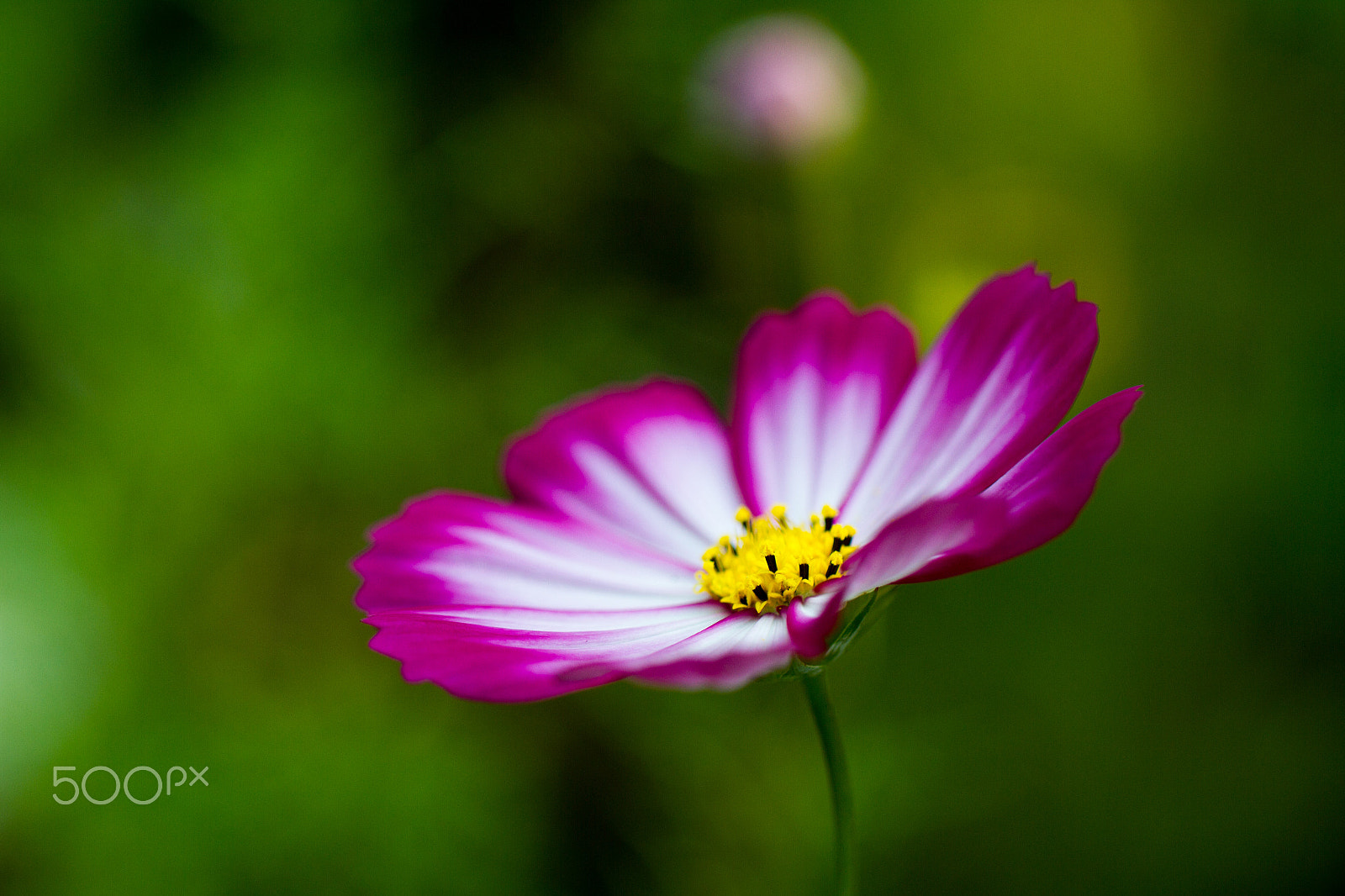 Canon EOS 7D + Canon EF 100mm F2.8L Macro IS USM sample photo. Closeup of a flower photography
