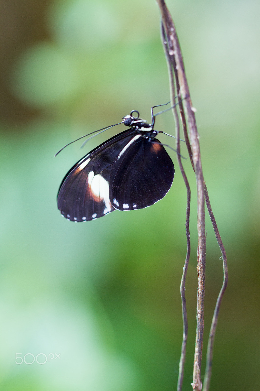 Canon EOS 7D + Canon EF 100mm F2.8L Macro IS USM sample photo. Macro of a butterfly photography