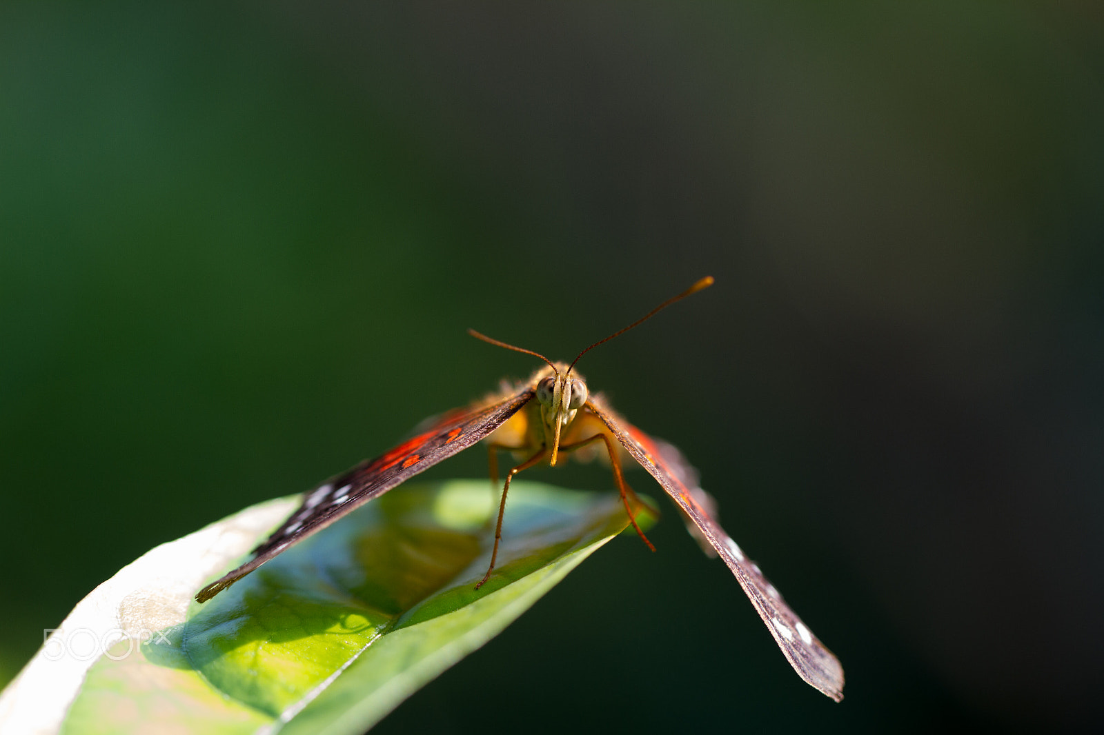 Canon EOS 7D + Canon EF 100mm F2.8L Macro IS USM sample photo. Butterfly - anartia fatima photography