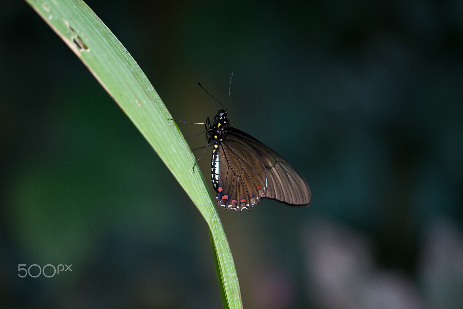 Canon EOS 7D + Canon EF 100mm F2.8L Macro IS USM sample photo. Butterfly photography
