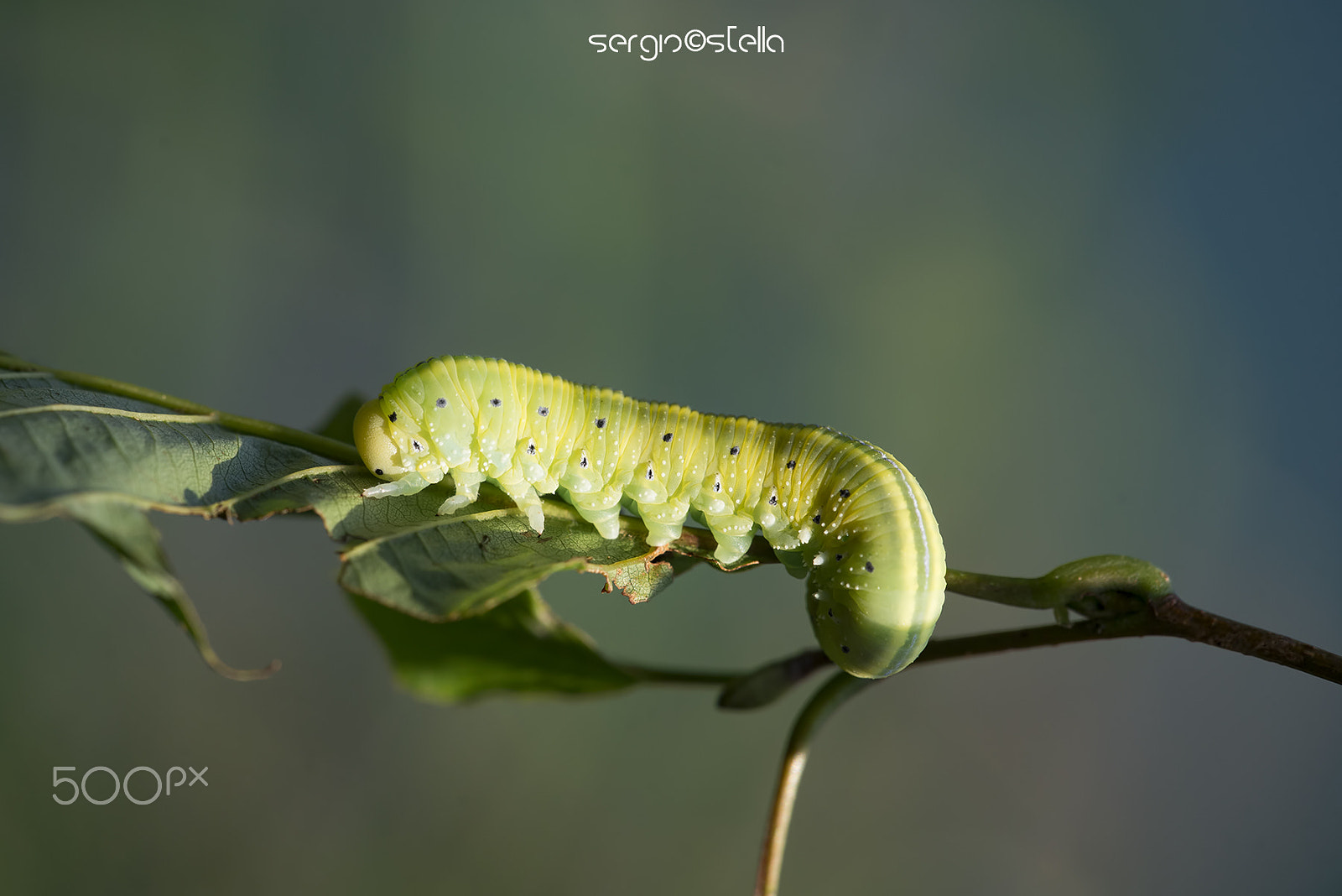 Nikon D610 + Sigma 150mm F2.8 EX DG Macro HSM sample photo. Cimbex connatus due photography