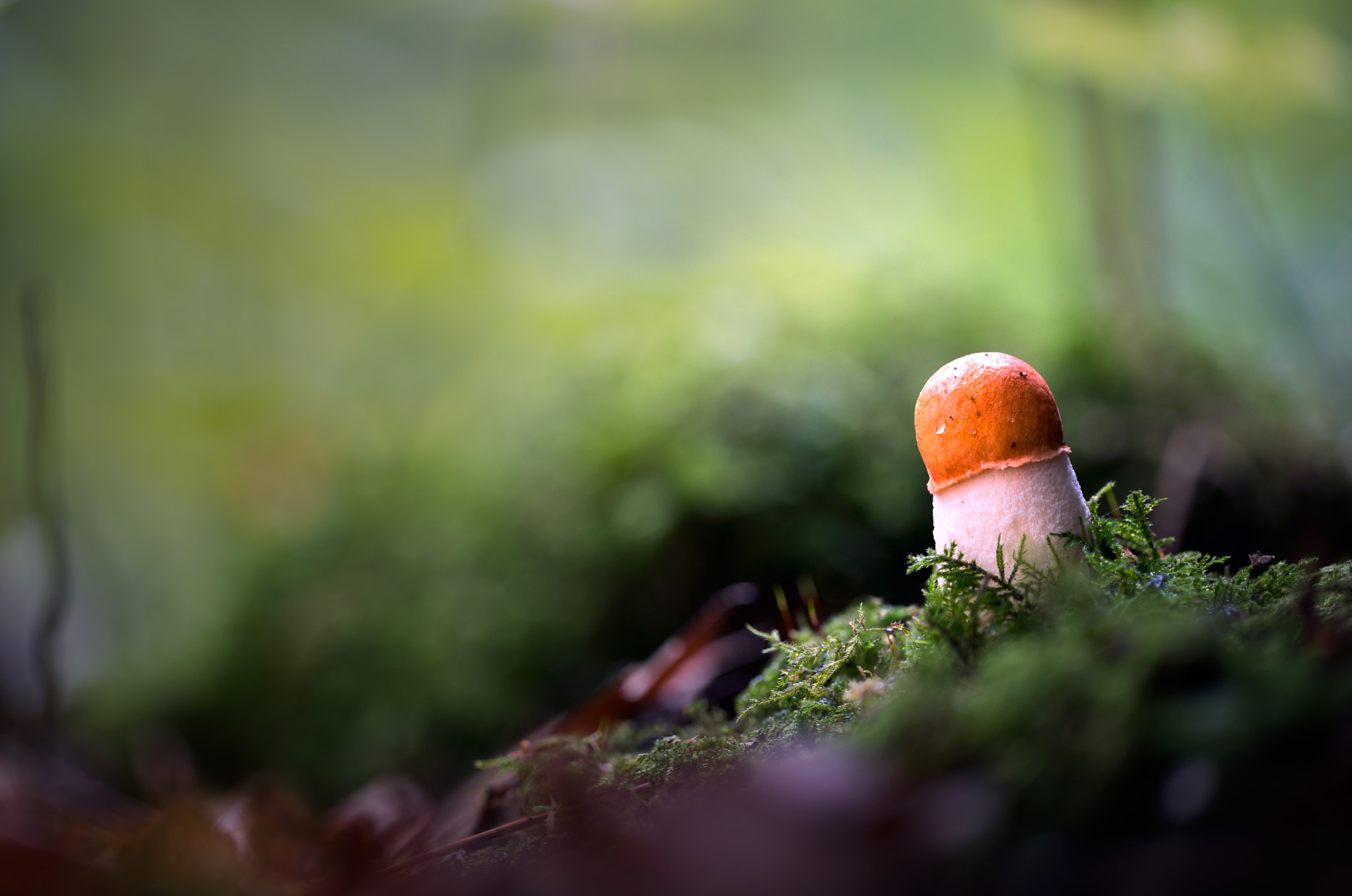 Sony a7R II + Canon EF 100mm F2.8L Macro IS USM sample photo. Aspen orange cap fungus photography