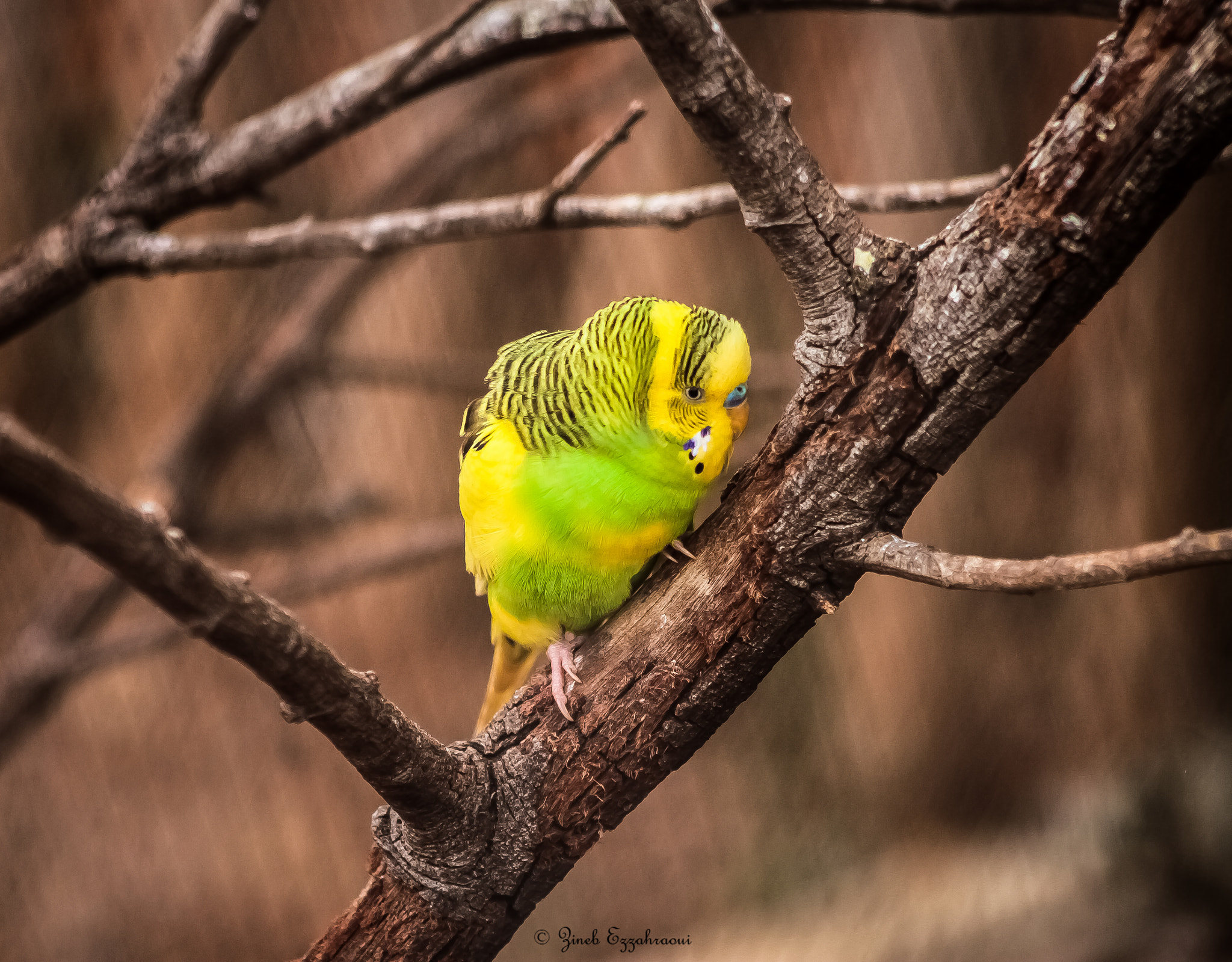 Canon EF 75-300mm f/4-5.6 USM sample photo. The love bird photography