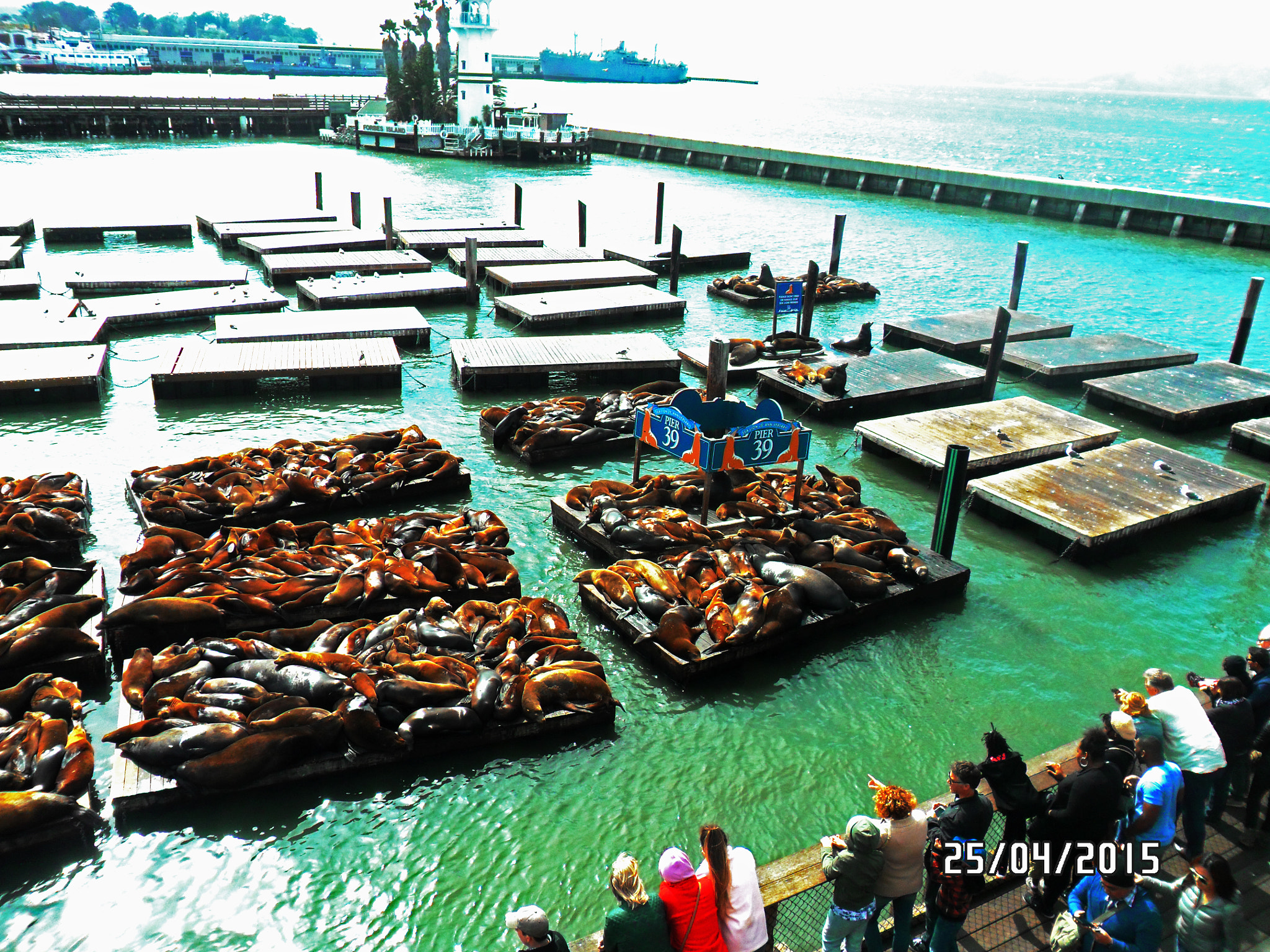Samsung PL20,PL21 / VLUU PL20,PL21 sample photo. Pier 39 sealion photography