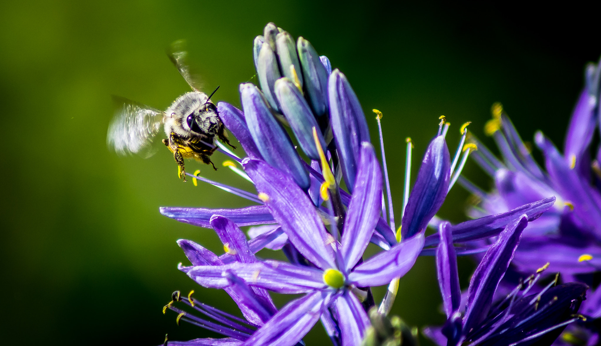 Tamron AF 70-300mm F4-5.6 Di LD Macro sample photo. Bee in fight photography