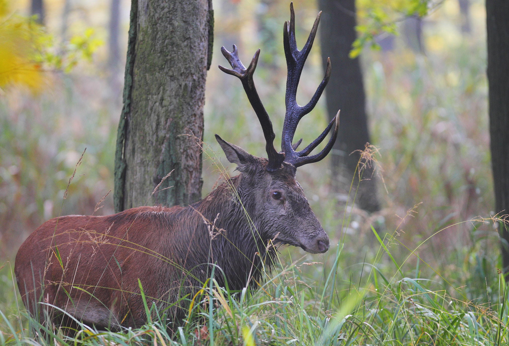 Canon EOS-1D Mark IV + Canon EF 300mm F2.8L IS USM sample photo. Old red deer photography