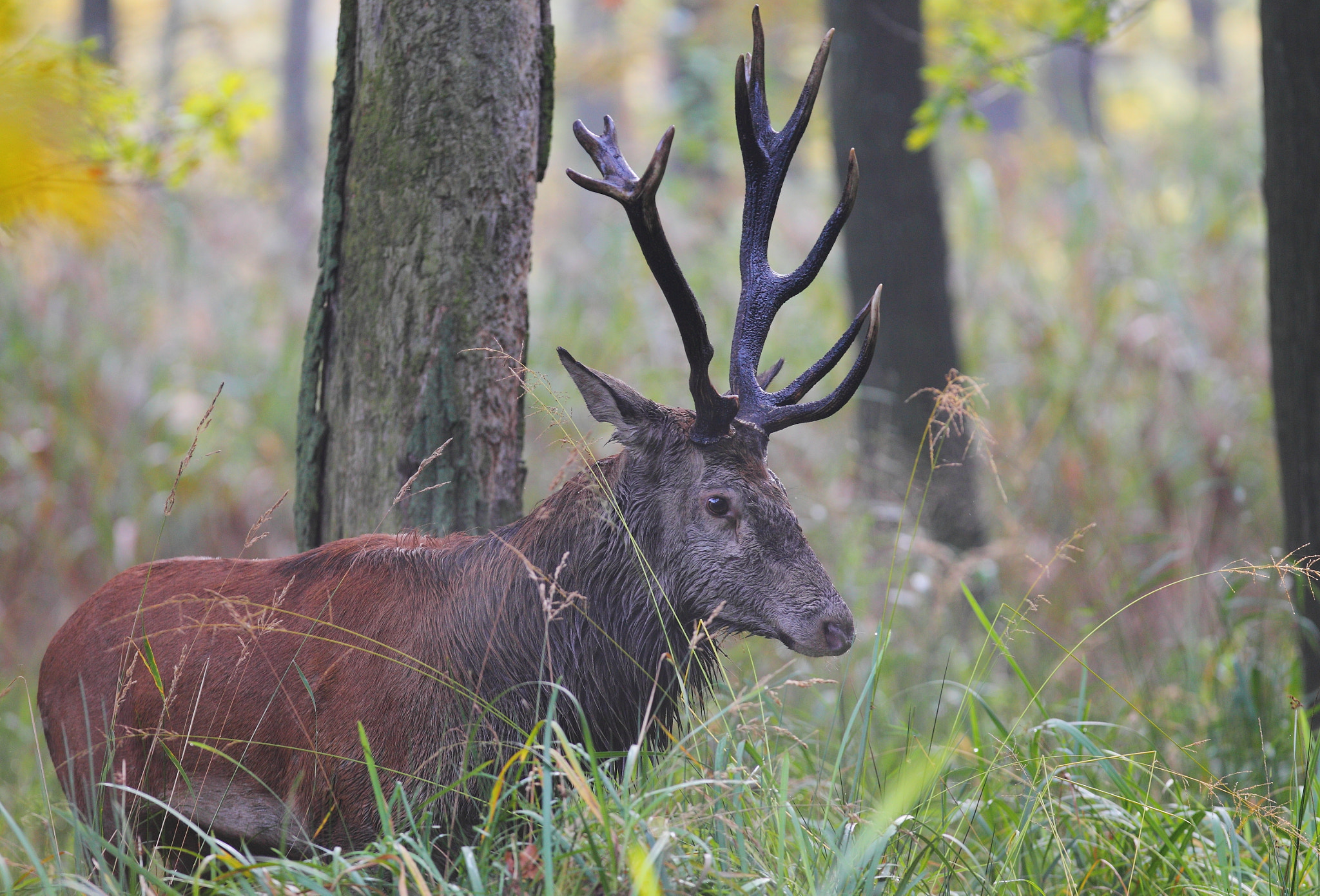 Canon EF 300mm F2.8L IS USM sample photo. Old red deer photography