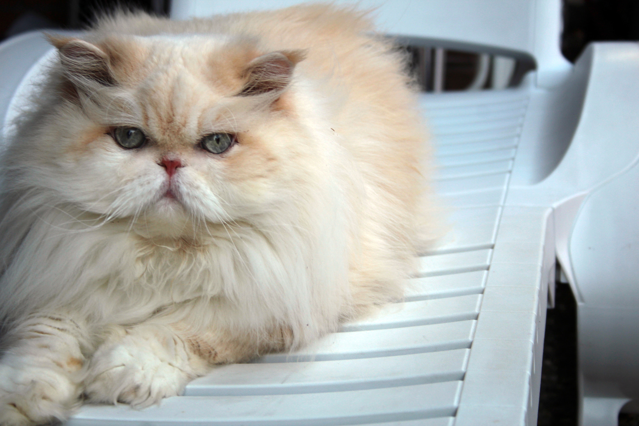 Canon EF-S 18-55mm F3.5-5.6 II sample photo. My cat photography