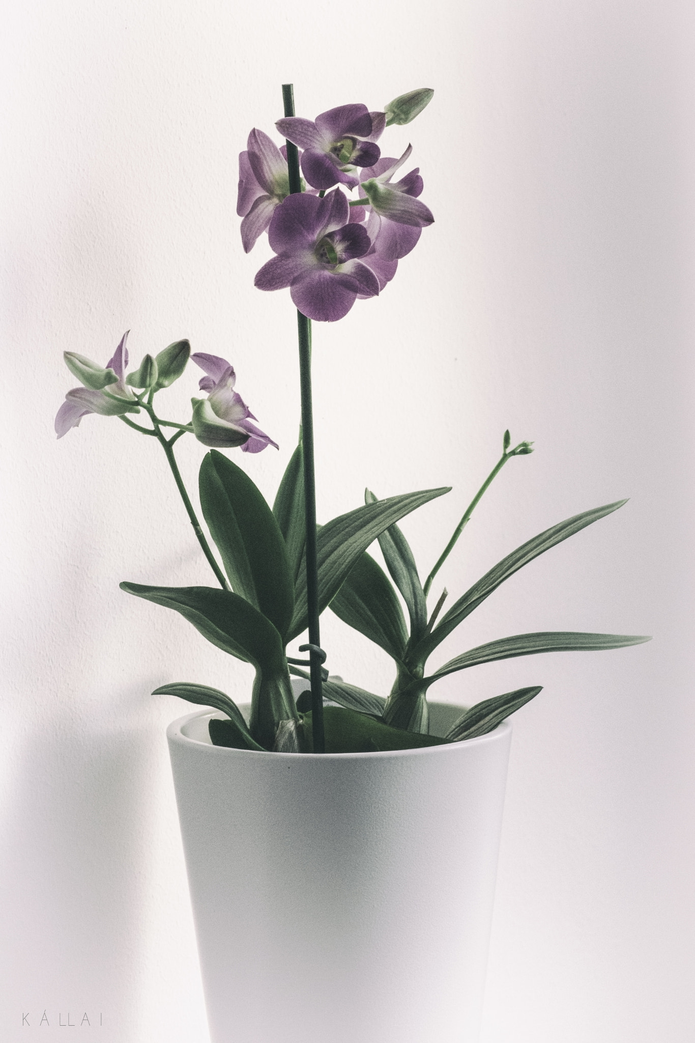 Pentax K-3 II sample photo. Orchidea photography