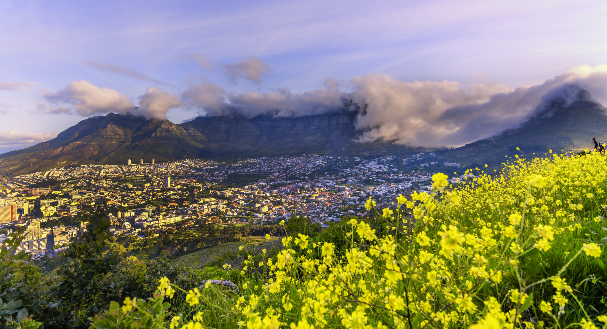 Nikon D500 sample photo. Table mountain final flowers crop photography