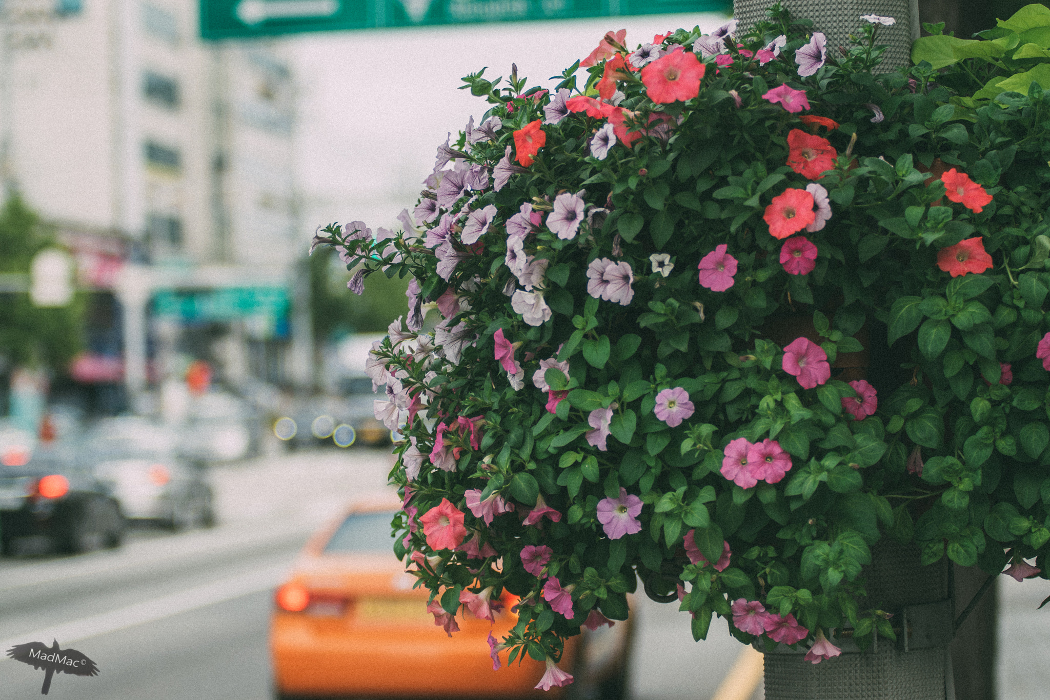 Sigma 70-200mm F2.8 EX DG OS HSM sample photo. Street flowers photography