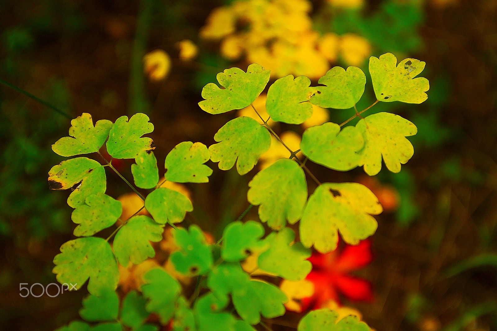 Kodak DCS Pro 14N sample photo. Fall is coming photography