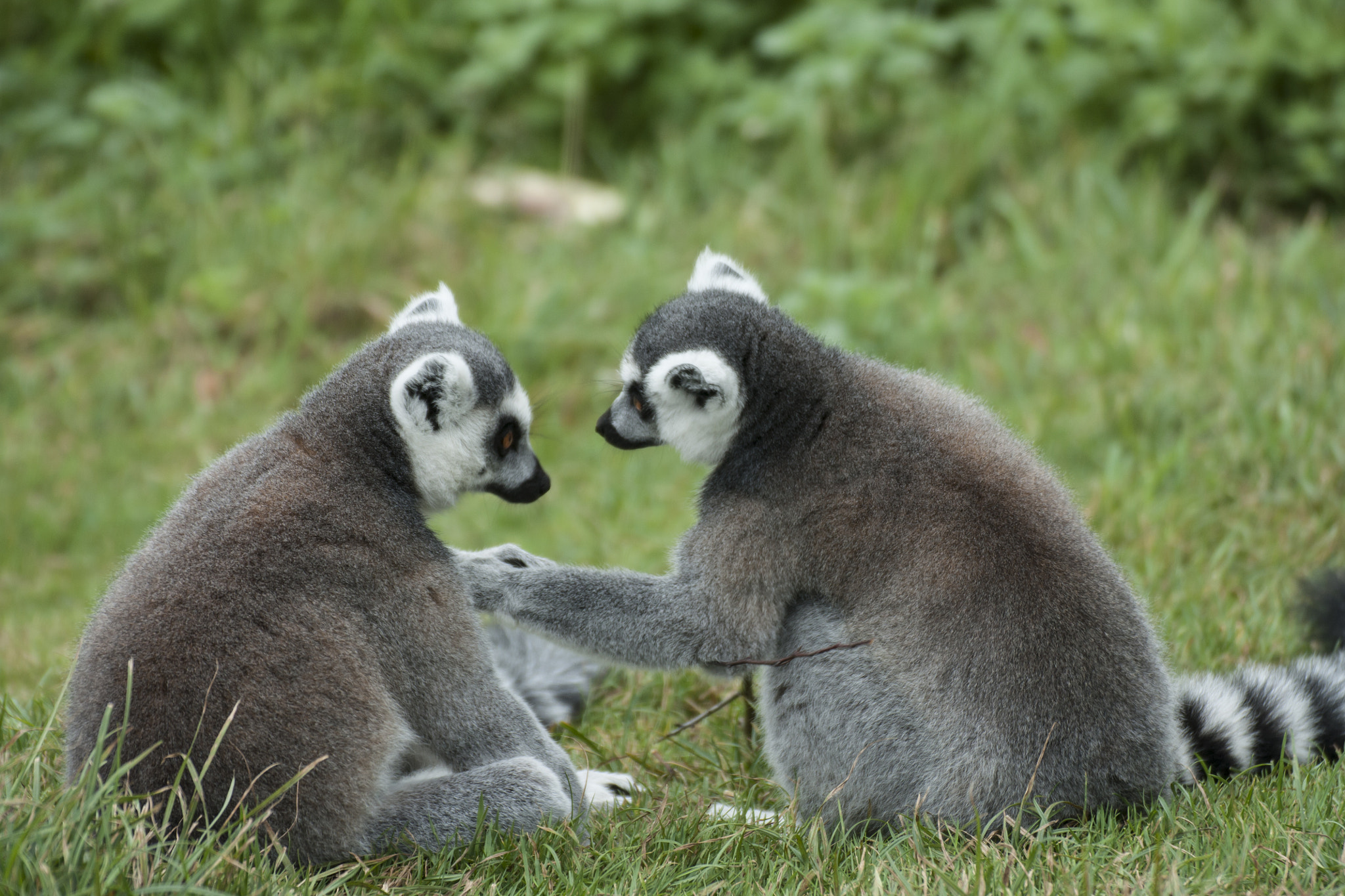 Tamron SP 35mm F1.8 Di VC USD sample photo. Two lemurs conversing photography